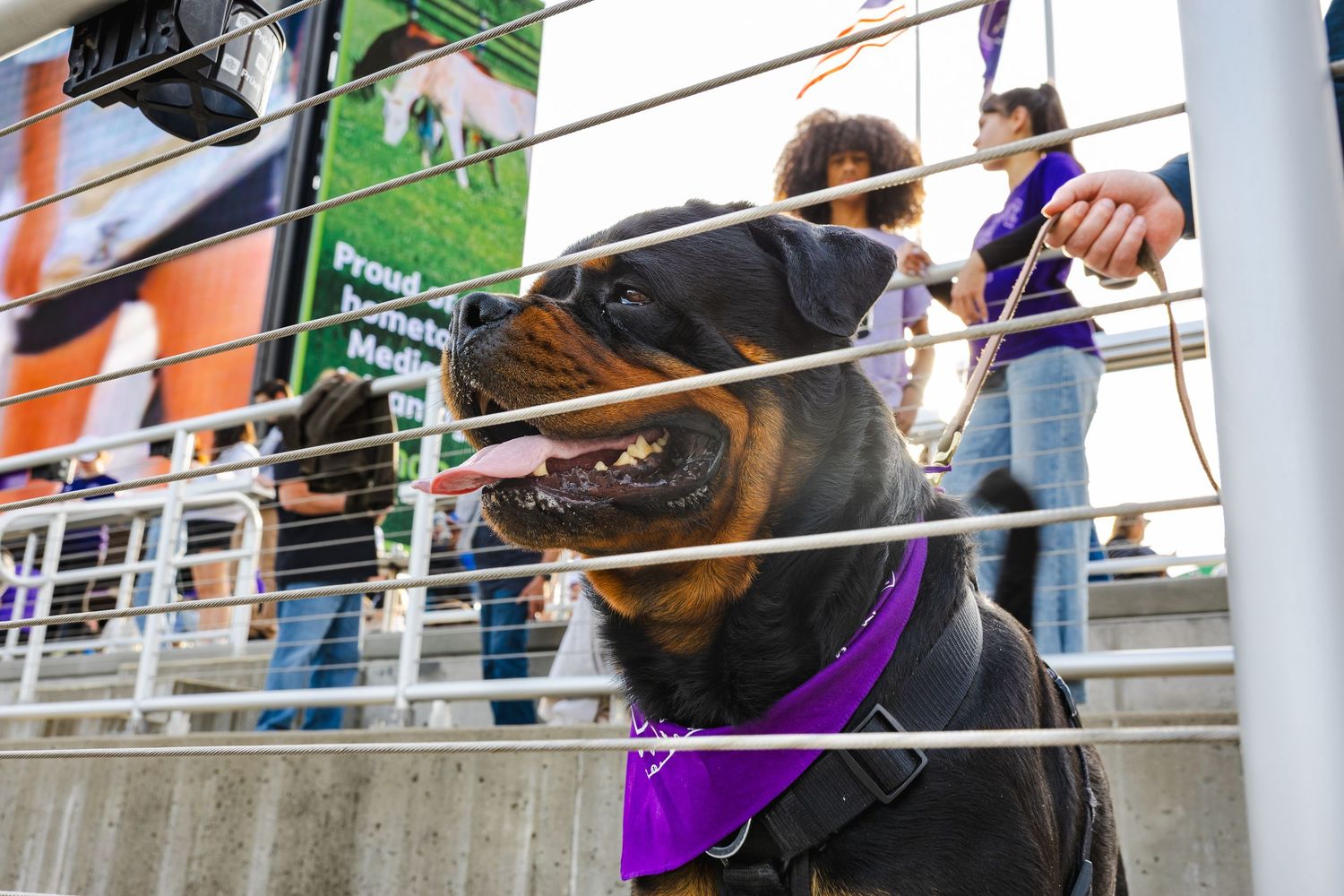 Dog in purple harness looking up attentively at stadium stands.