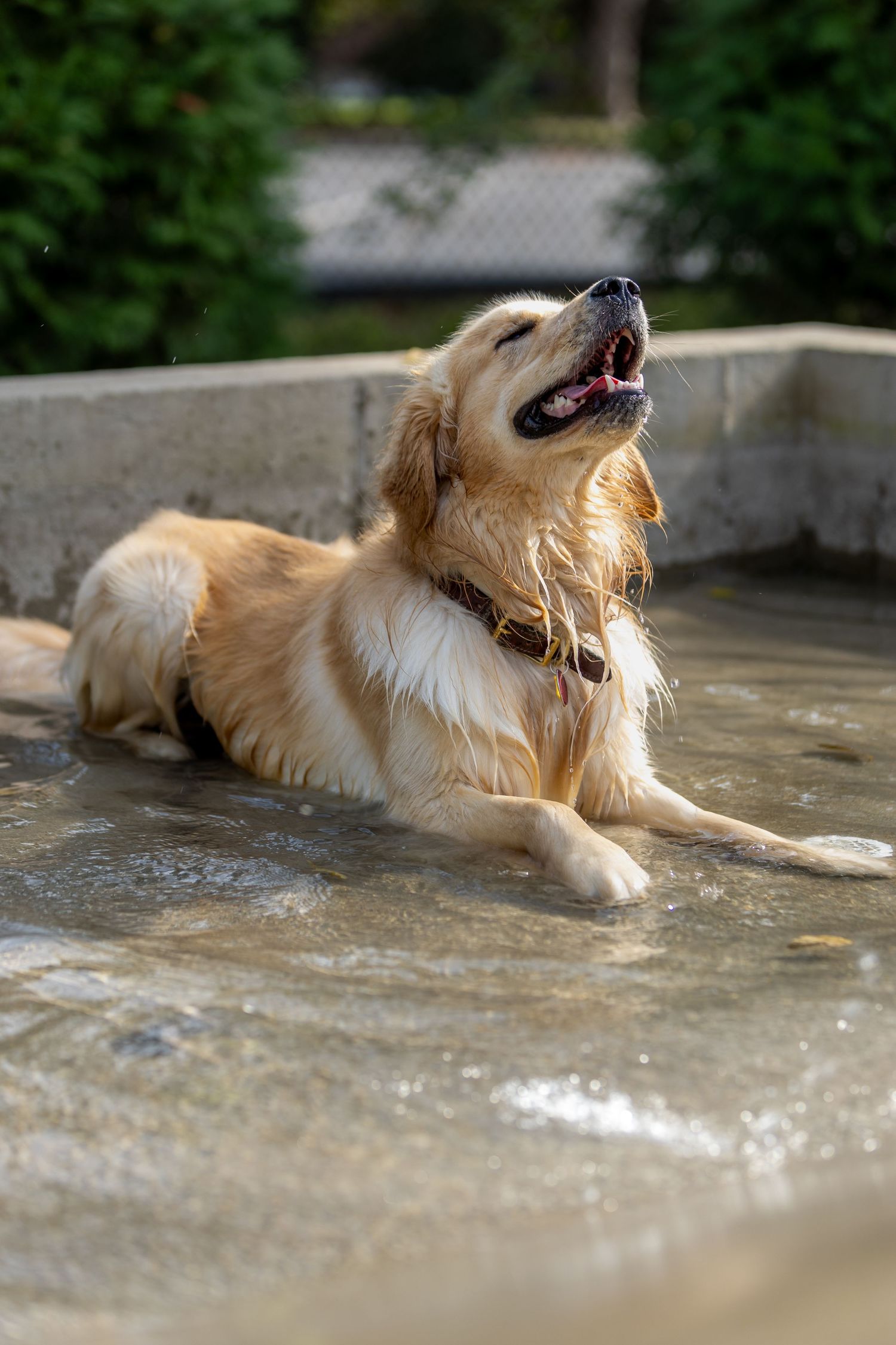 Golden Retriever enjoying a cool splash in a water feature on a sunny day.