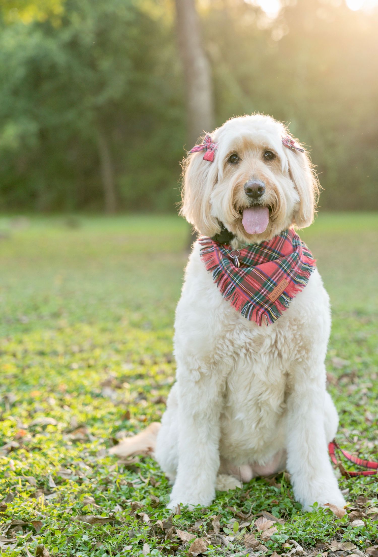 Fluffy dog sitting outdoors in a grassy park wearing a plaid bandana during a fall portrait.