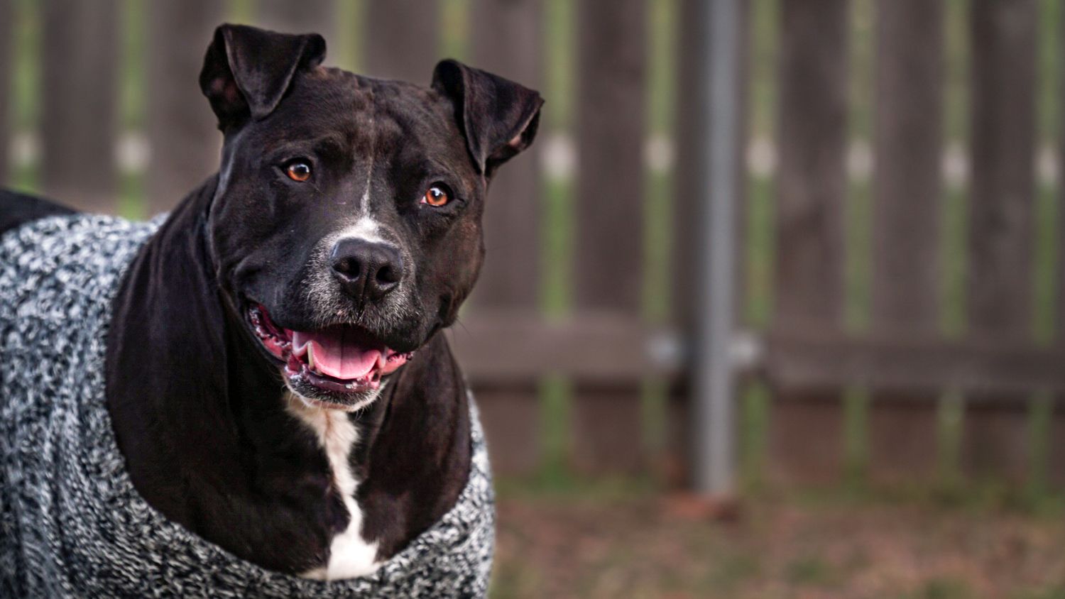 Black dog wearing a gray sweater sitting outdoors, looking alert during a pet portrait session.