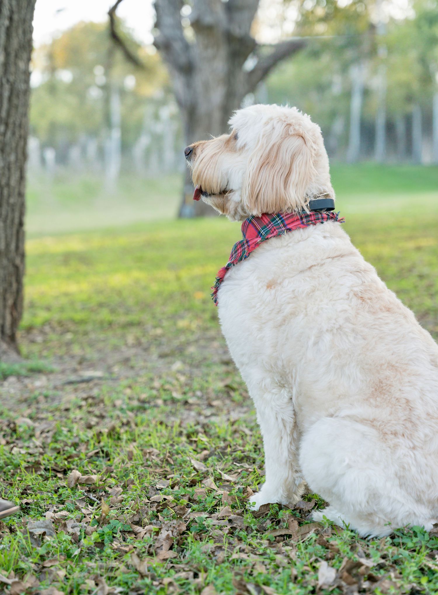 Fluffy dog sitting outdoors in a grassy park wearing a plaid bandana during a fall portrait.
