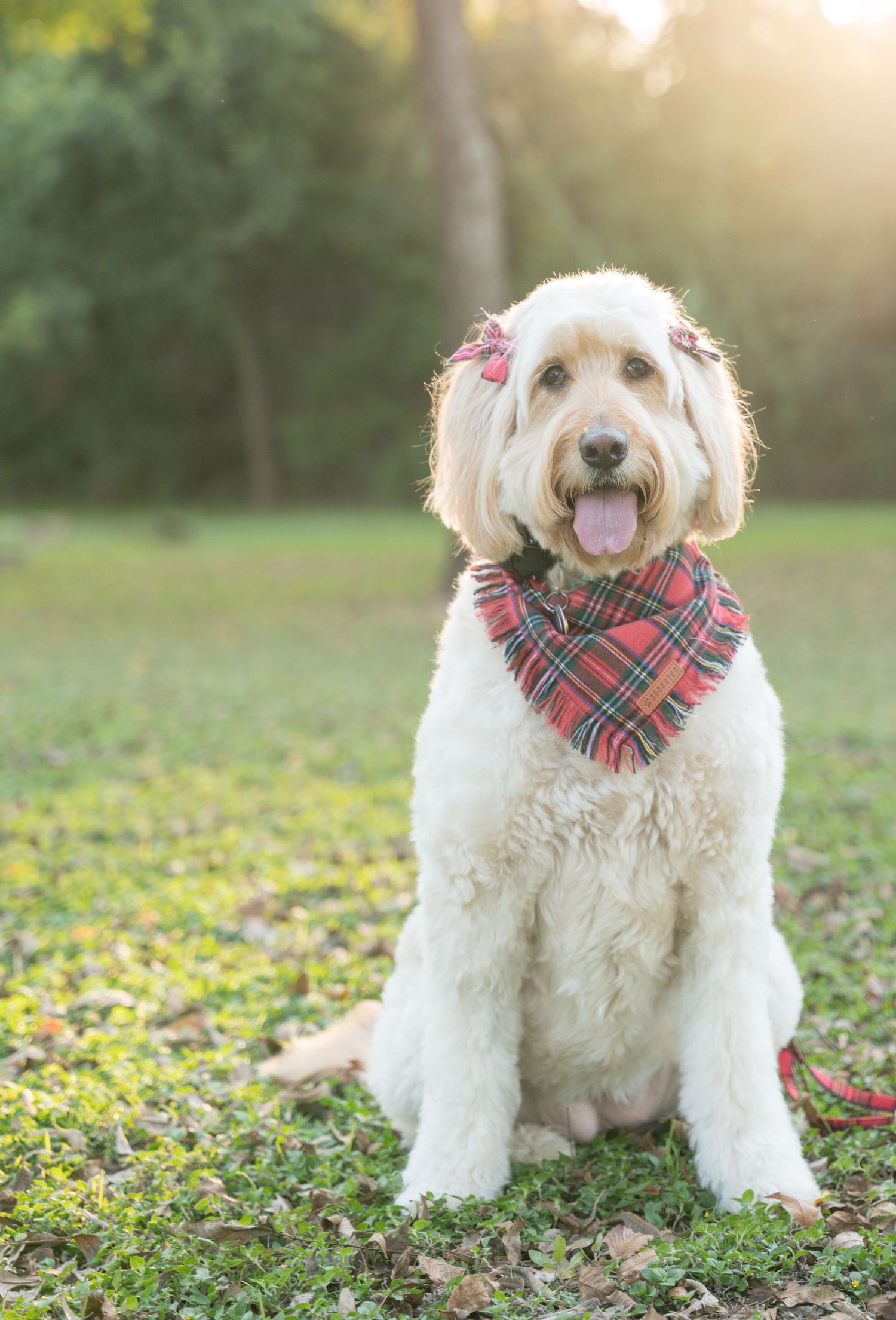 White Goldendoodle dog sitting in a park wearing a red plaid bandana and bow, with tongue out on a sunny day.