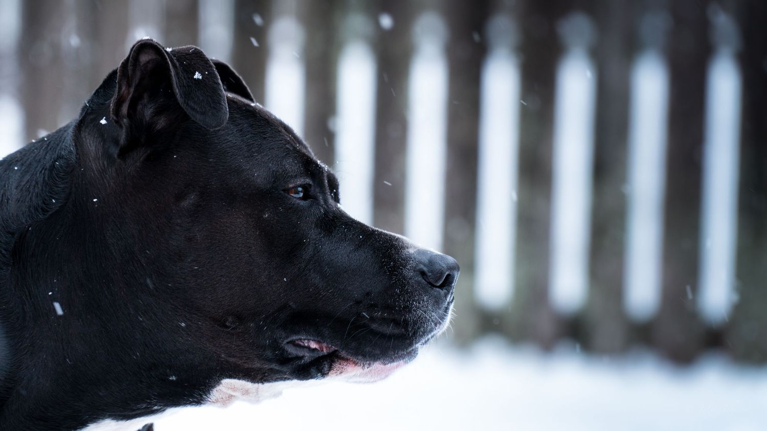 Winter portrait of a black dog in the snow with soft natural light and shallow depth of field.