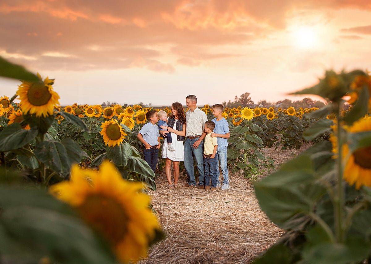 Large family gathering in a sunflower field at dramatic sunset.