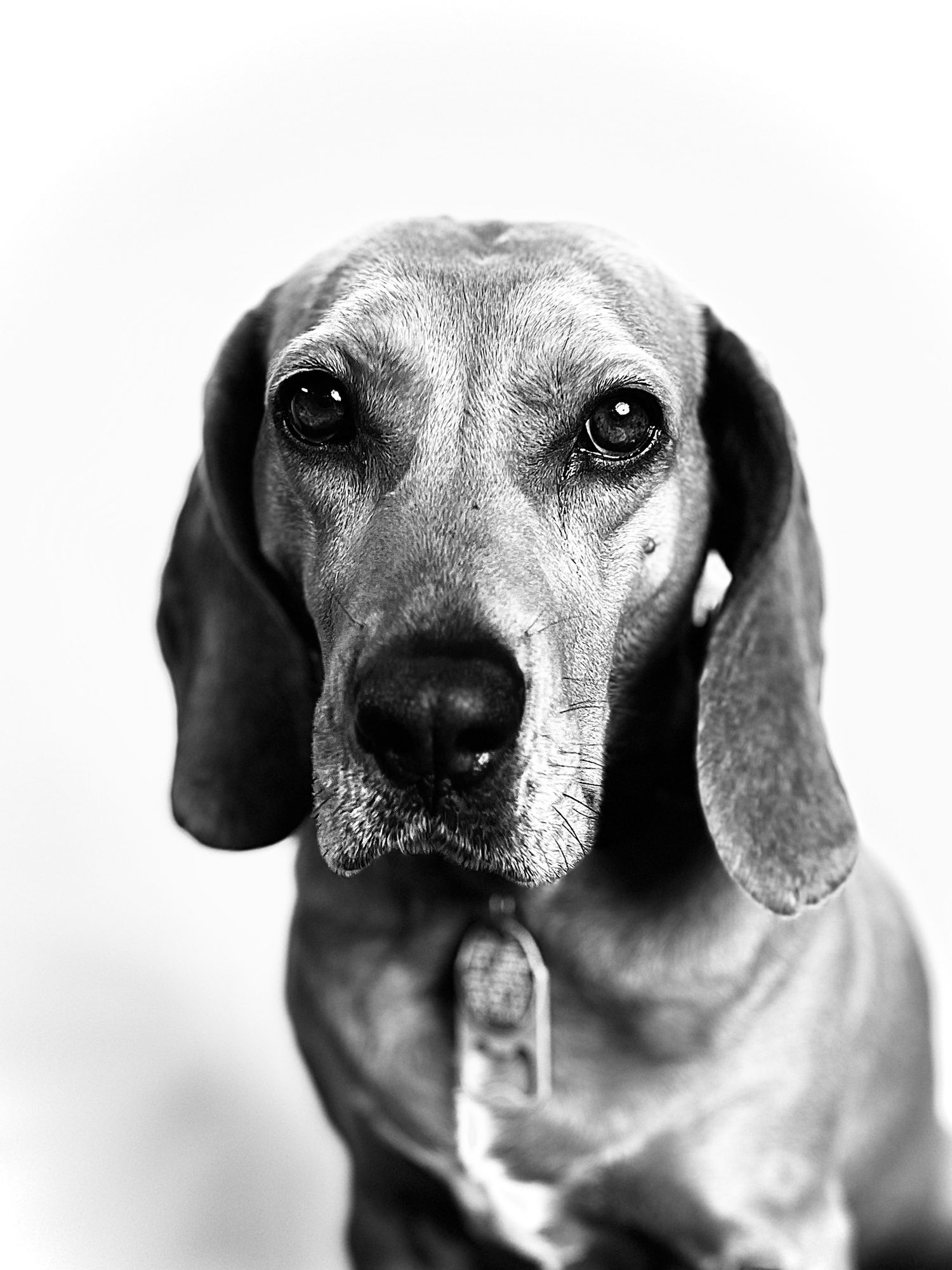 Pet Rescue Dog Black and White Portrait - Plott Hound