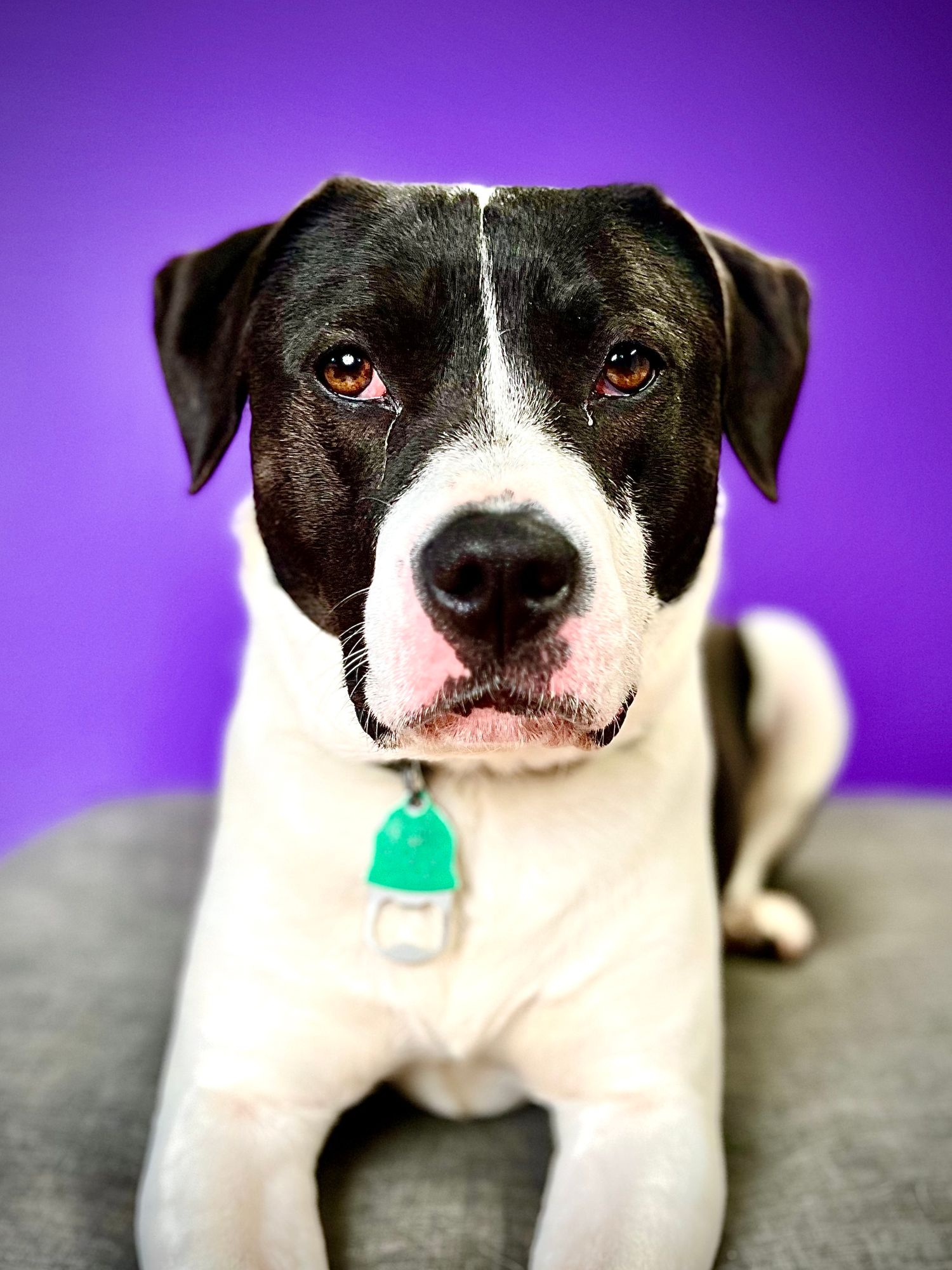 Pet Rescue Dog Color Portrait - Pitbull