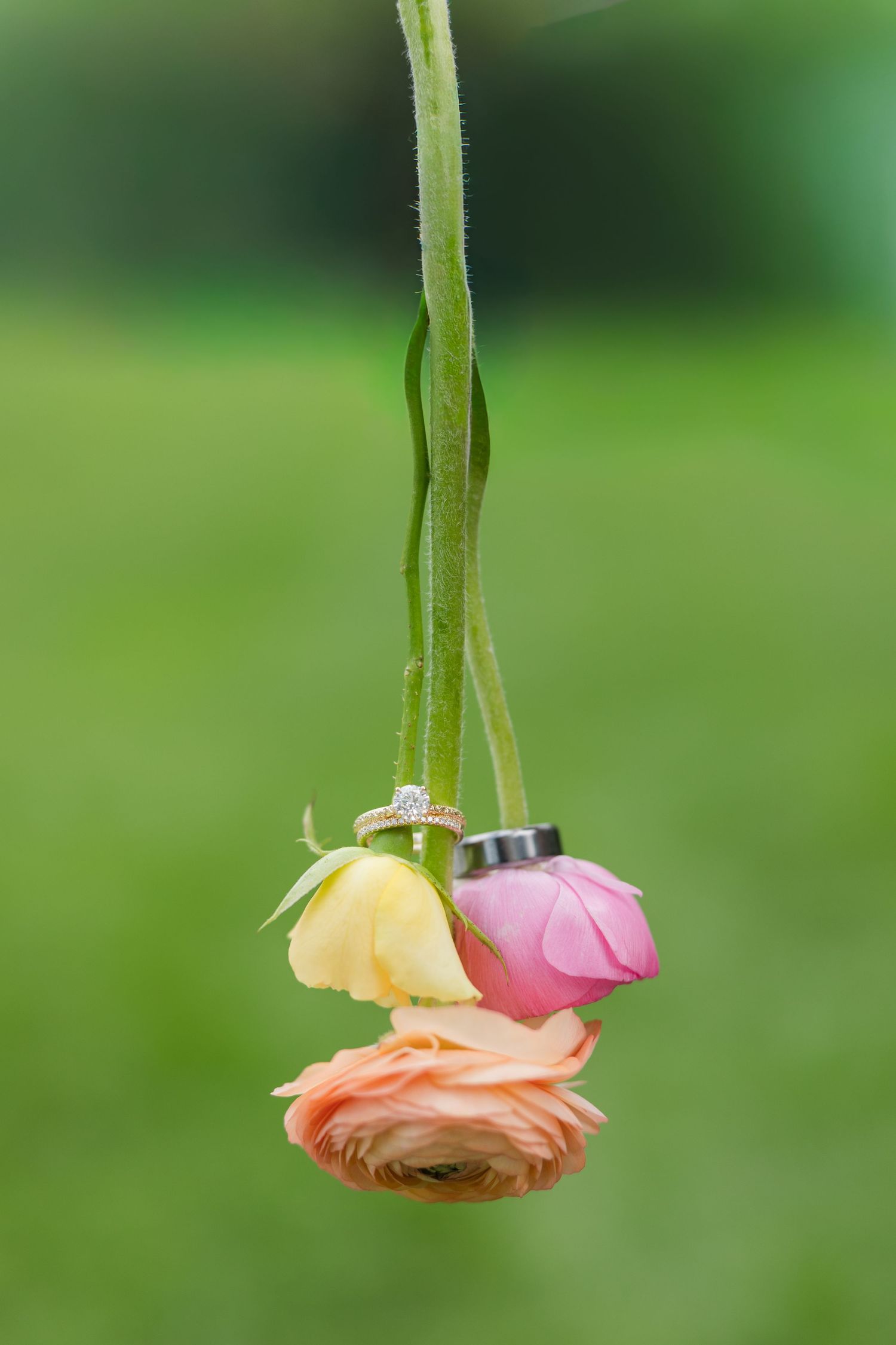 Wedding rings resting on colorful ranunculus flowers hanging by stems against a soft green bokeh background.