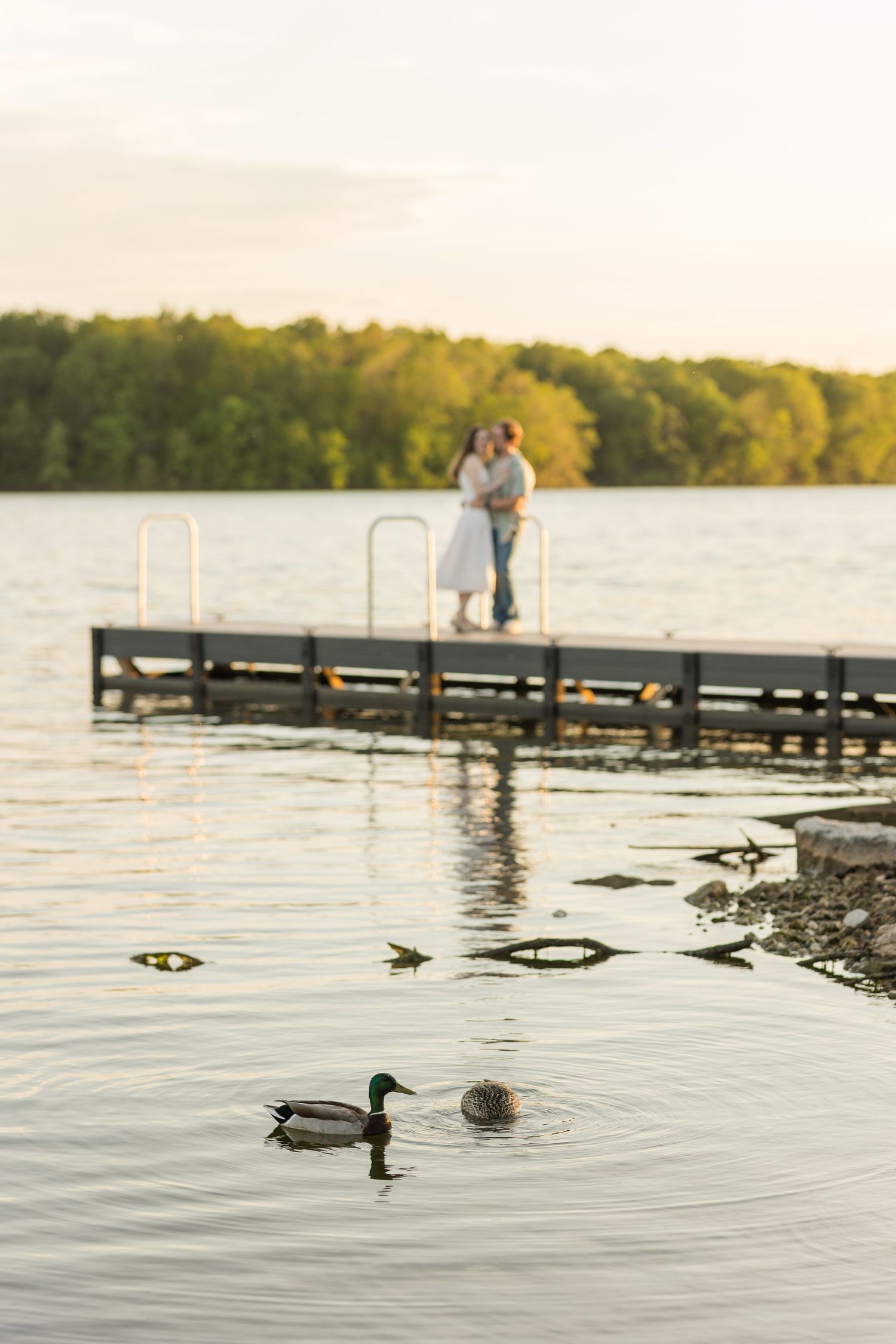 Ducks swim in a serene lake at sunset while a couple embraces on a wooden dock in the background.