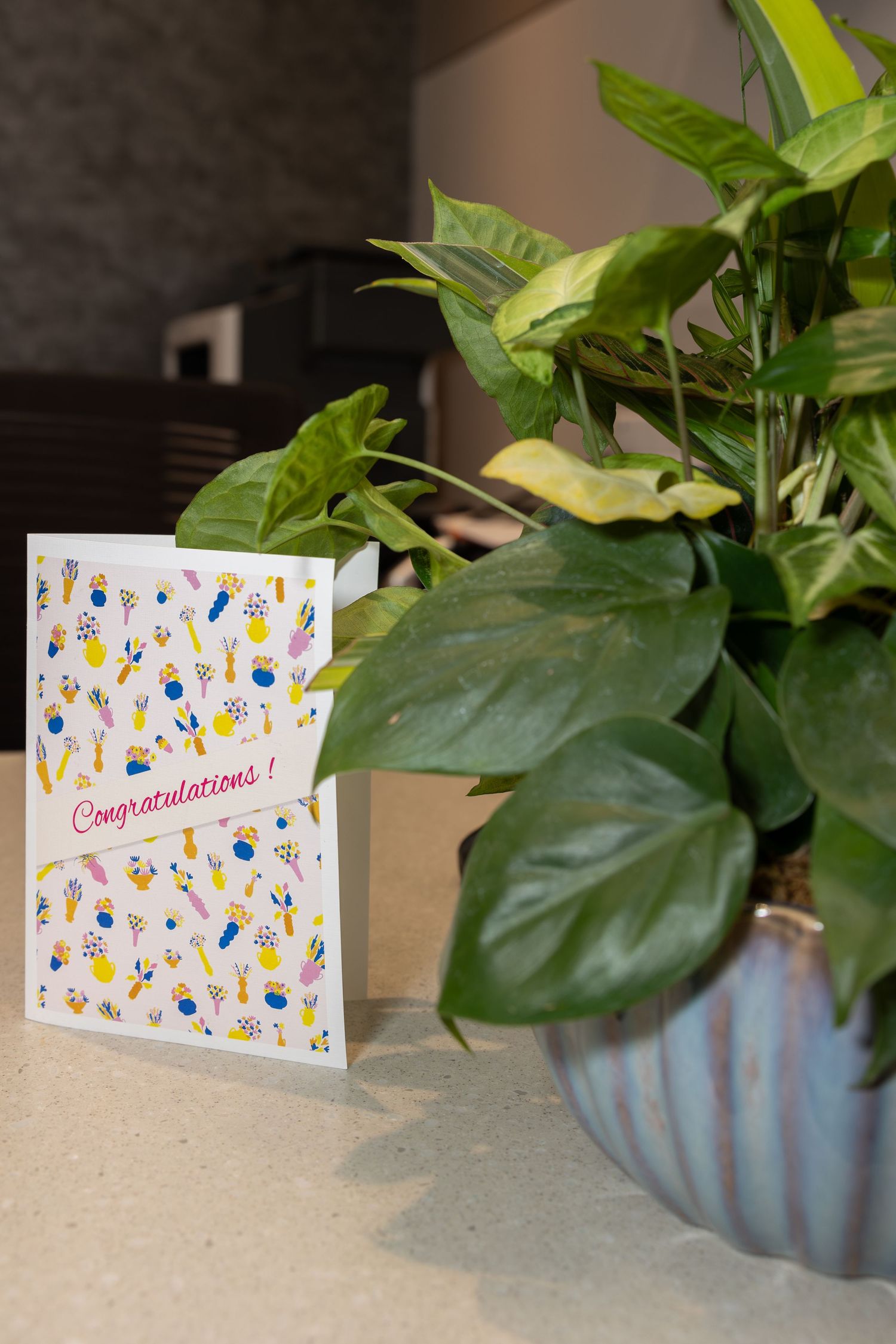 A congratulations card sits next to a potted plant with large green leaves.
