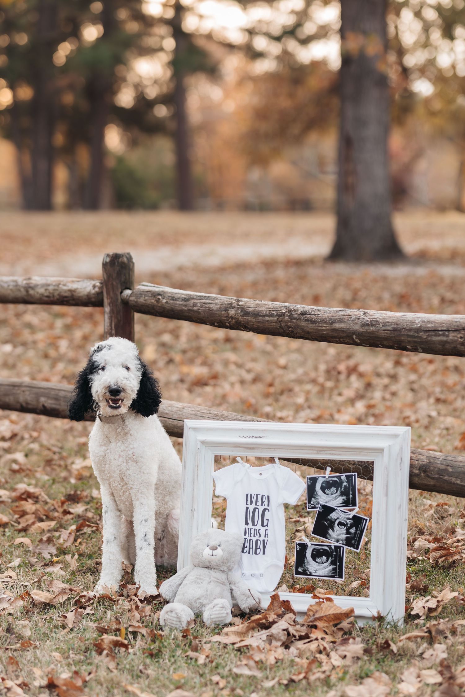 Doodle dog poses next to framed ultrasound photos and teddy bear in fall setting.