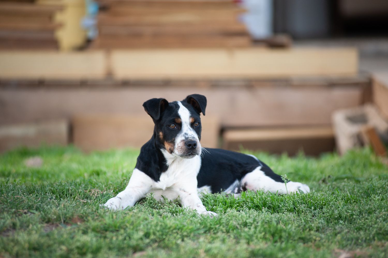 A black and white Border Collie puppy rests peacefully on lush green grass during a sunny day.