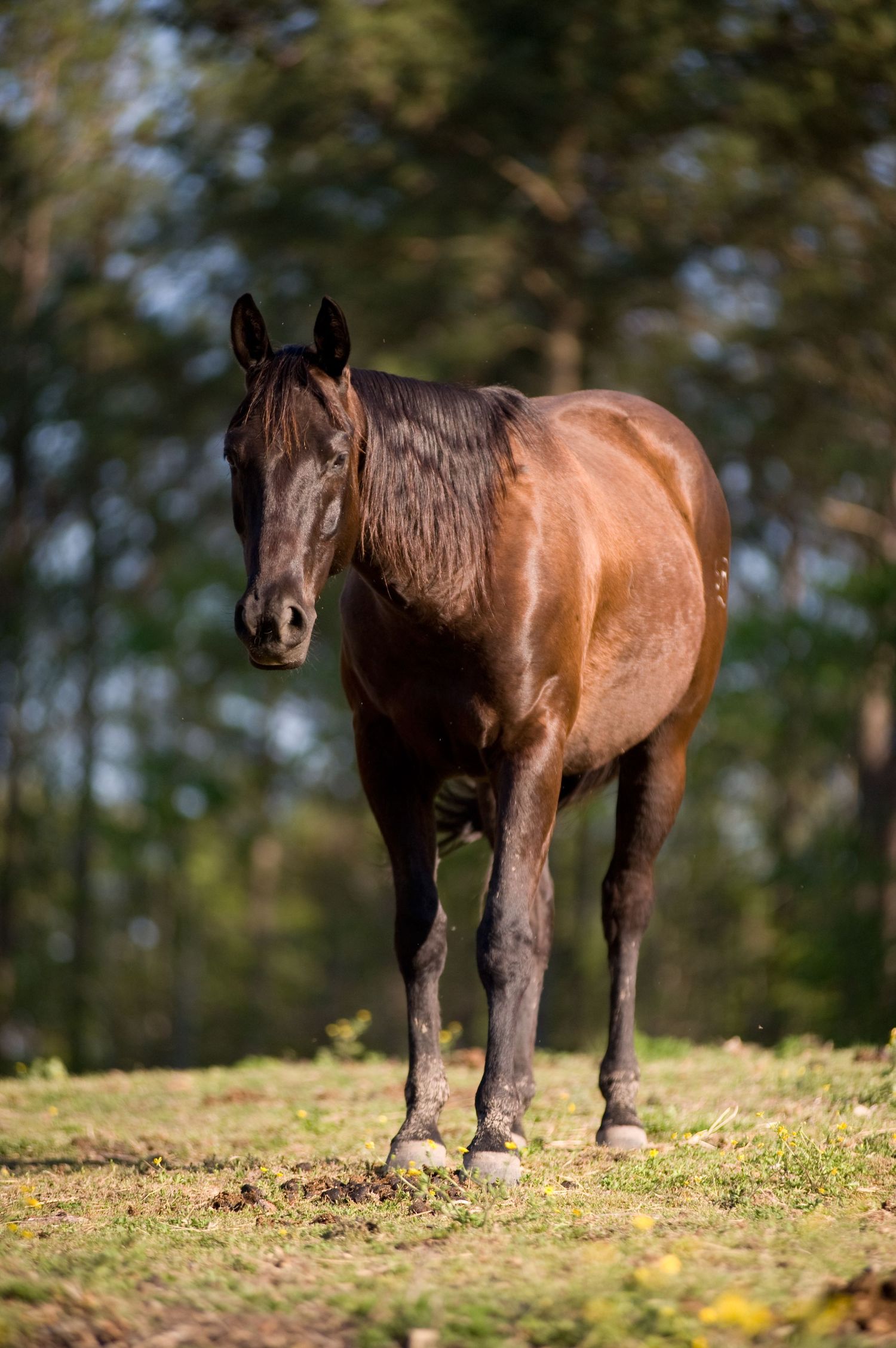 A brown horse stands on a grassy hill with trees in the background.