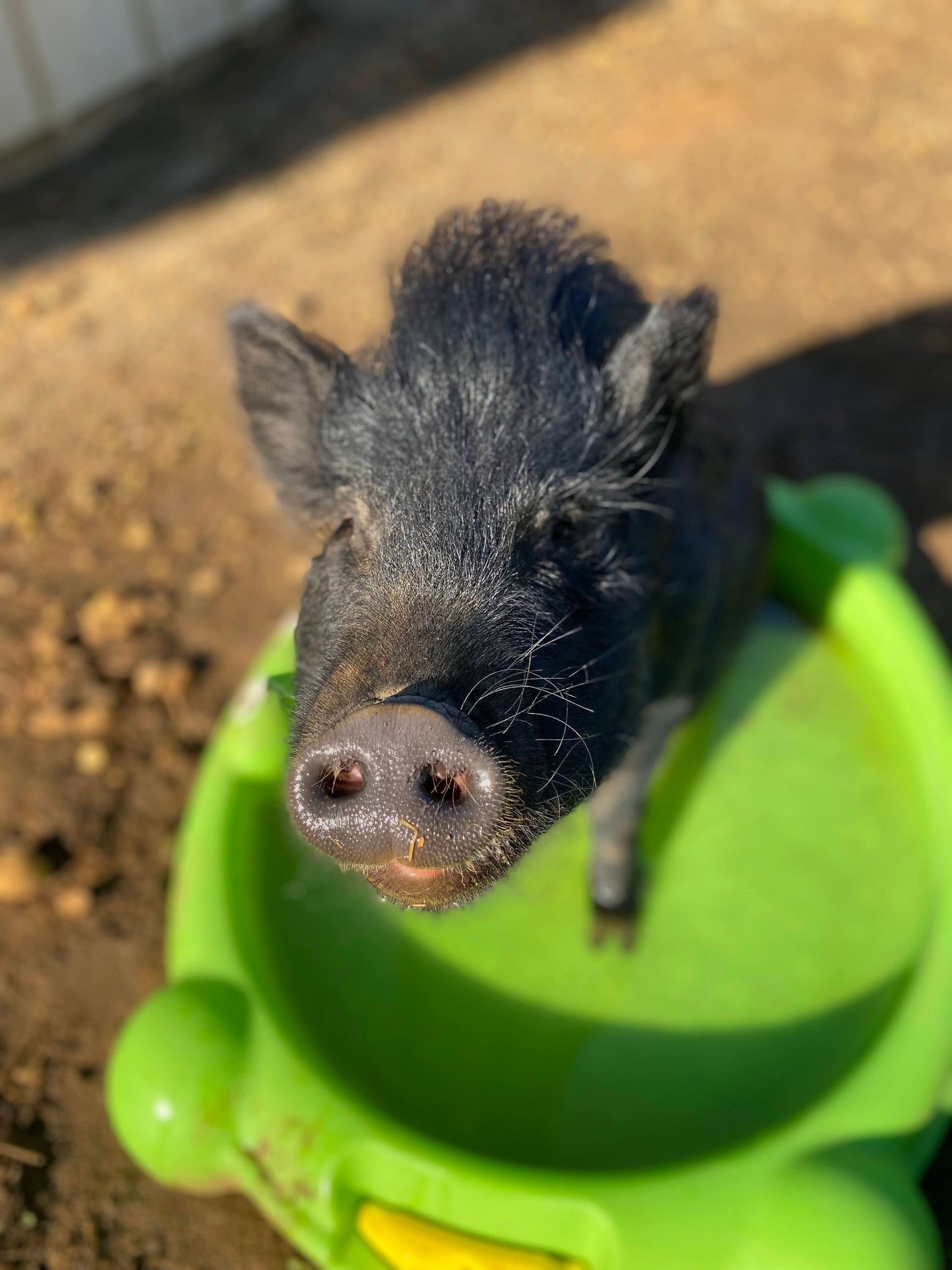 Close-up of a miniature pig's face peering into a green plastic container.