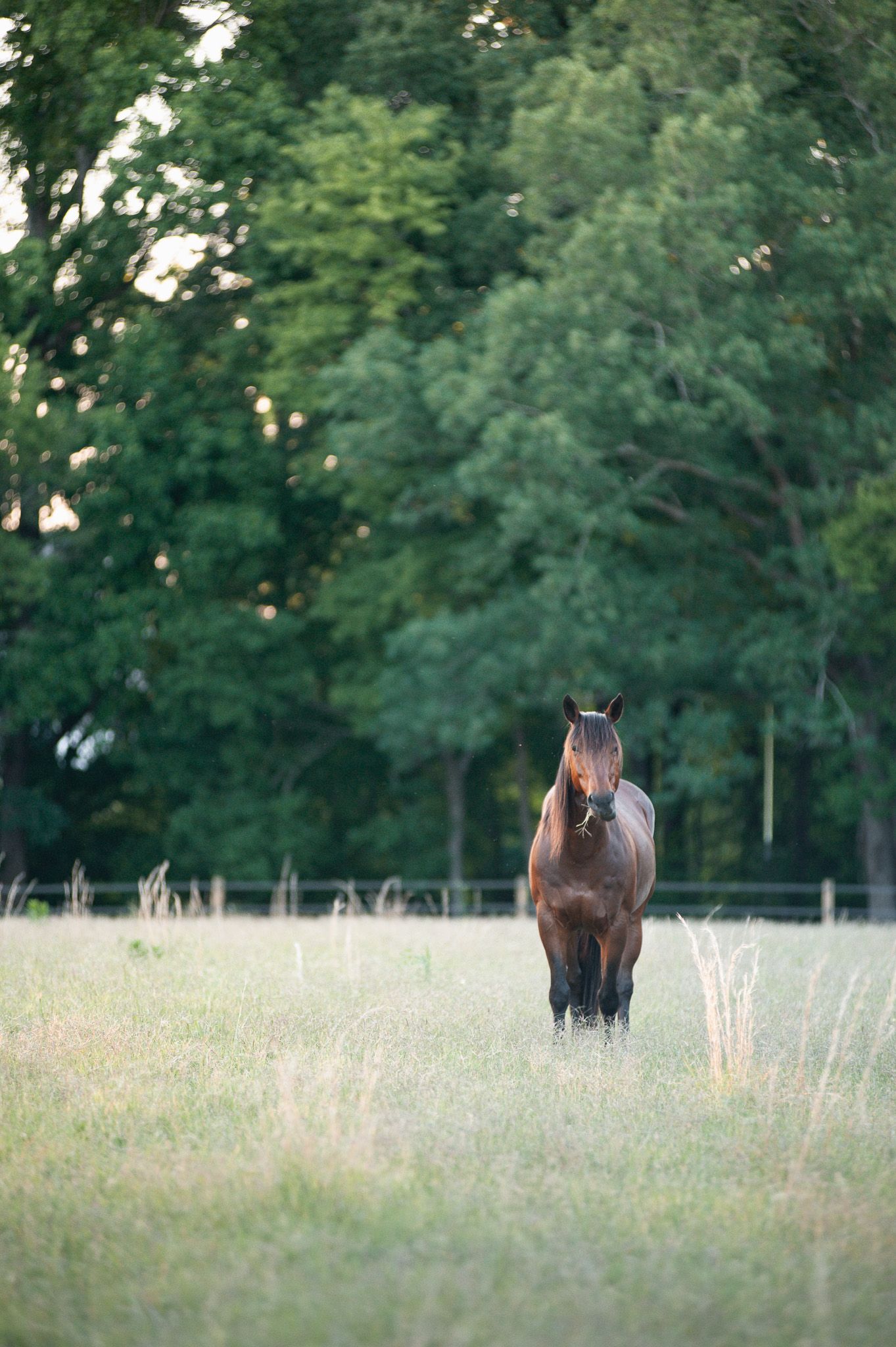 Three scenic panoramic views of a brown horse grazing in a lush summer meadow surrounded by trees at dusk.