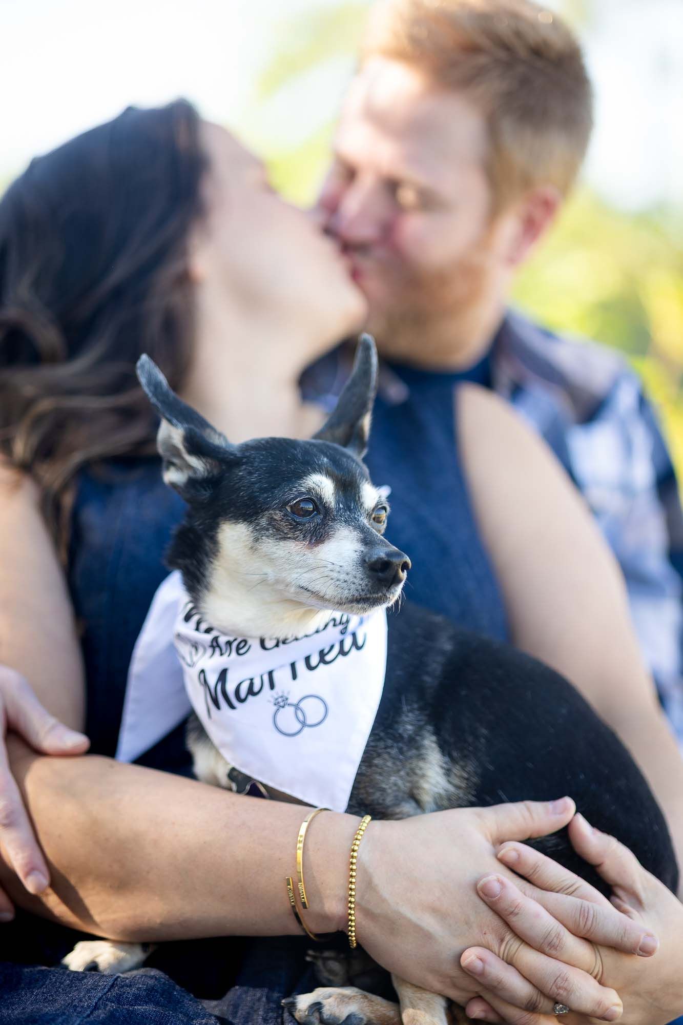 Couple sharing a kiss during engagement photos while holding their small Chihuahua wearing a wedding bandana.