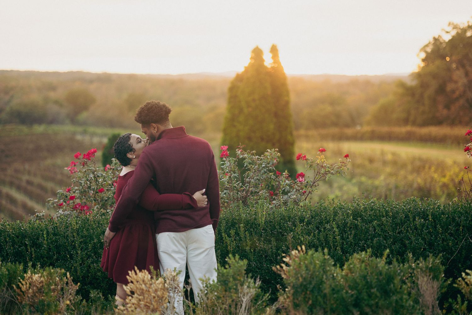 Couple in burgundy outfits embracing among rose bushes and green hedges at a vineyard during a golden sunset.