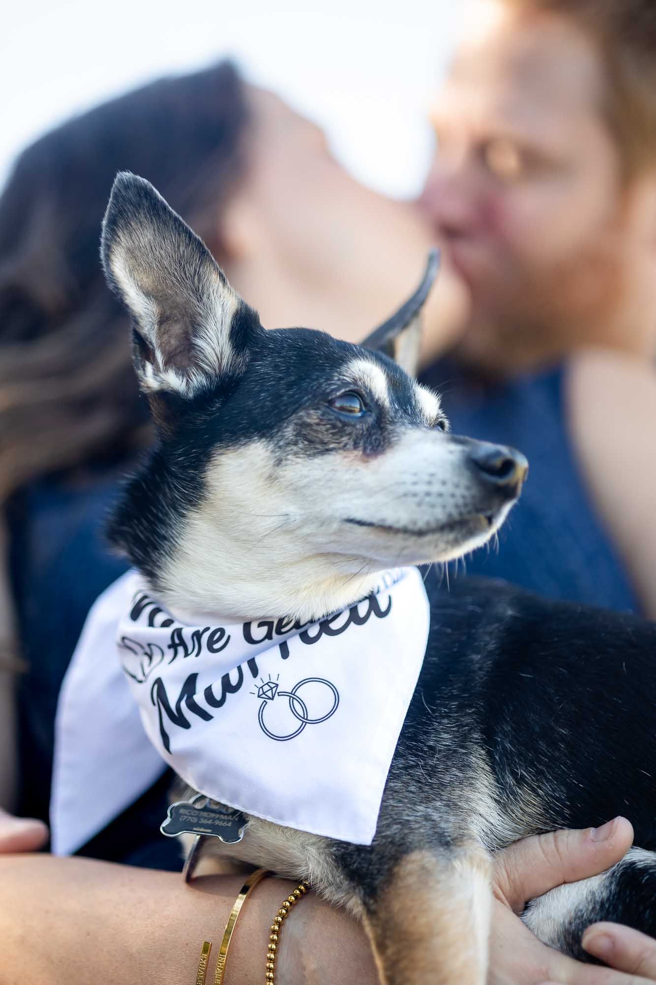 A chihuahua wearing a wedding bandana sits in front of a couple kissing during an engagement photo session.
