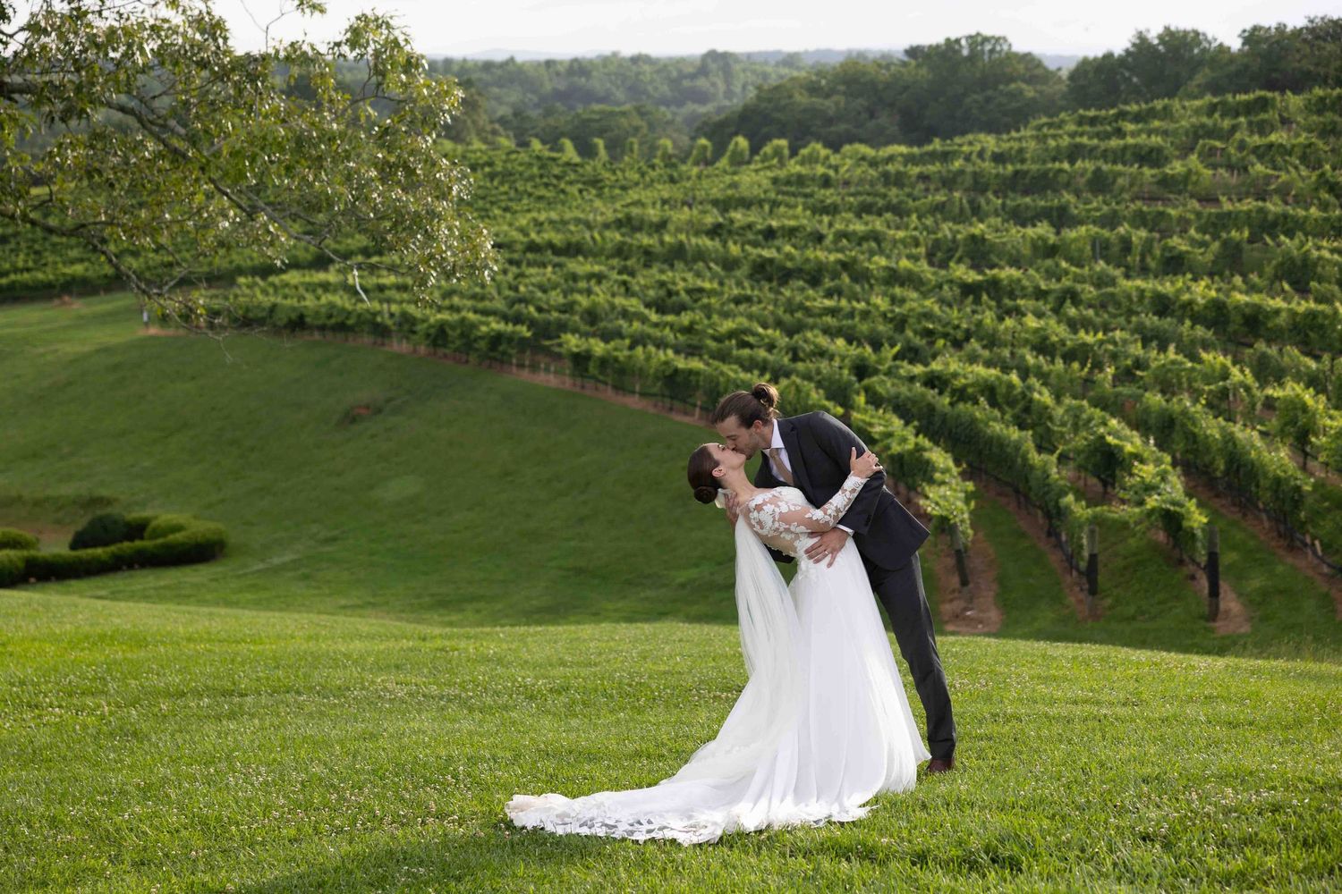 A bride and groom share a romantic dip kiss in front of lush green vineyard rows on their wedding day.