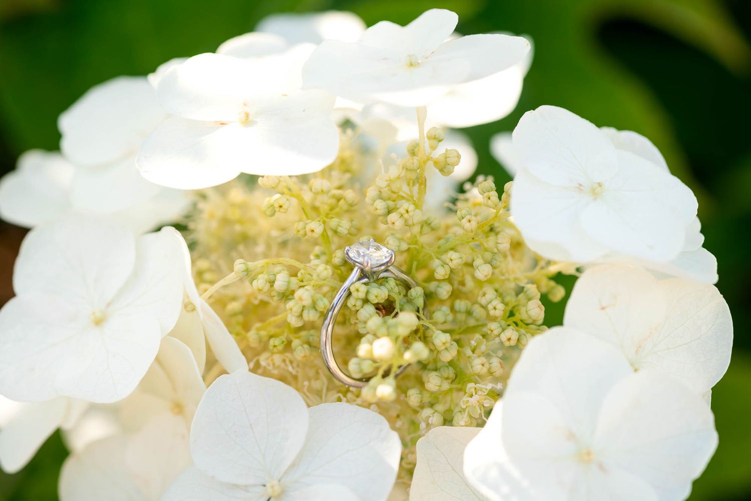 Diamond engagement ring resting in the center of a white hydrangea flower in full bloom.