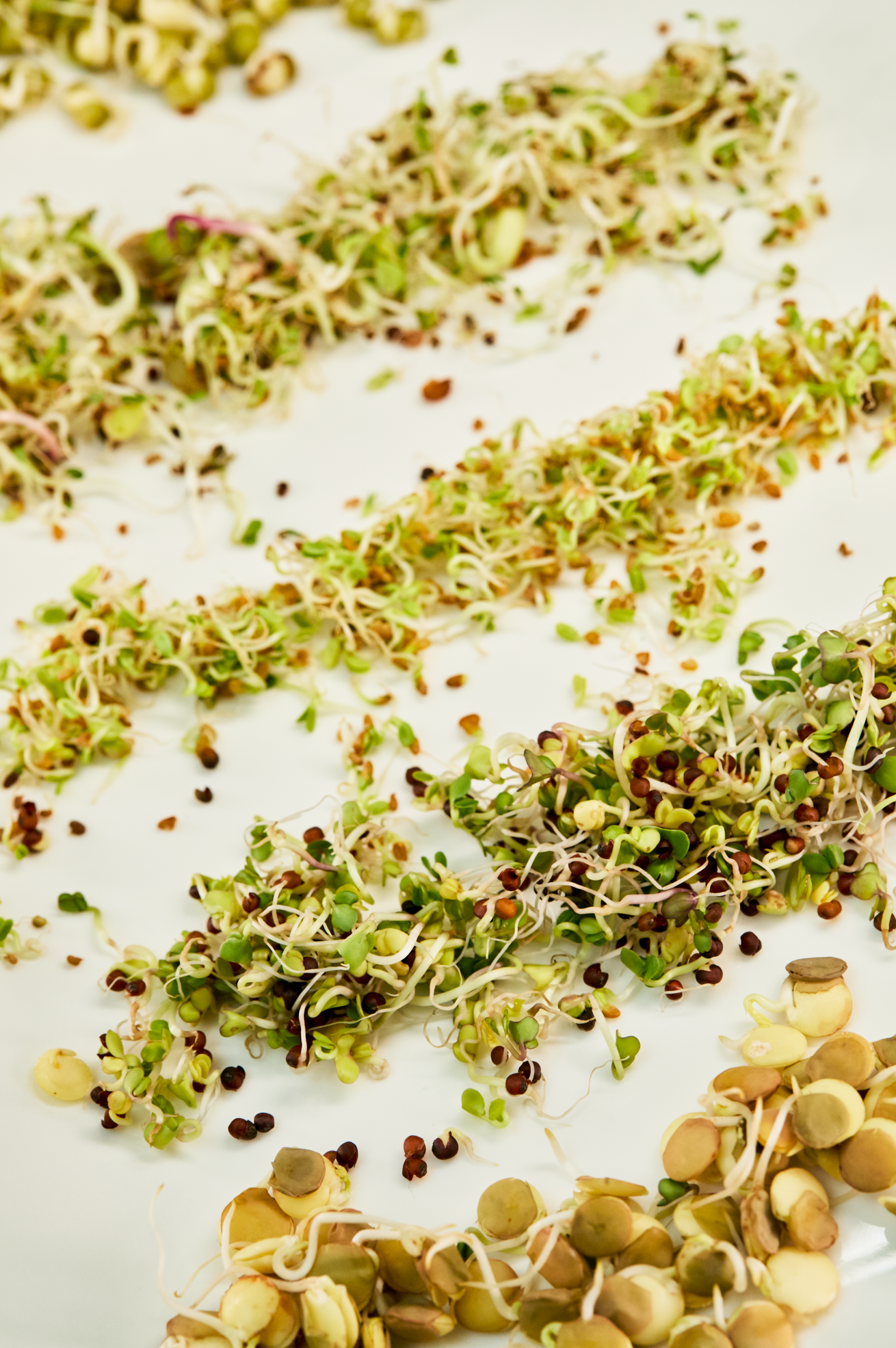 Assorted fresh sprouts including alfalfa, clover, and lentil sprouts arranged in rows on a white surface.