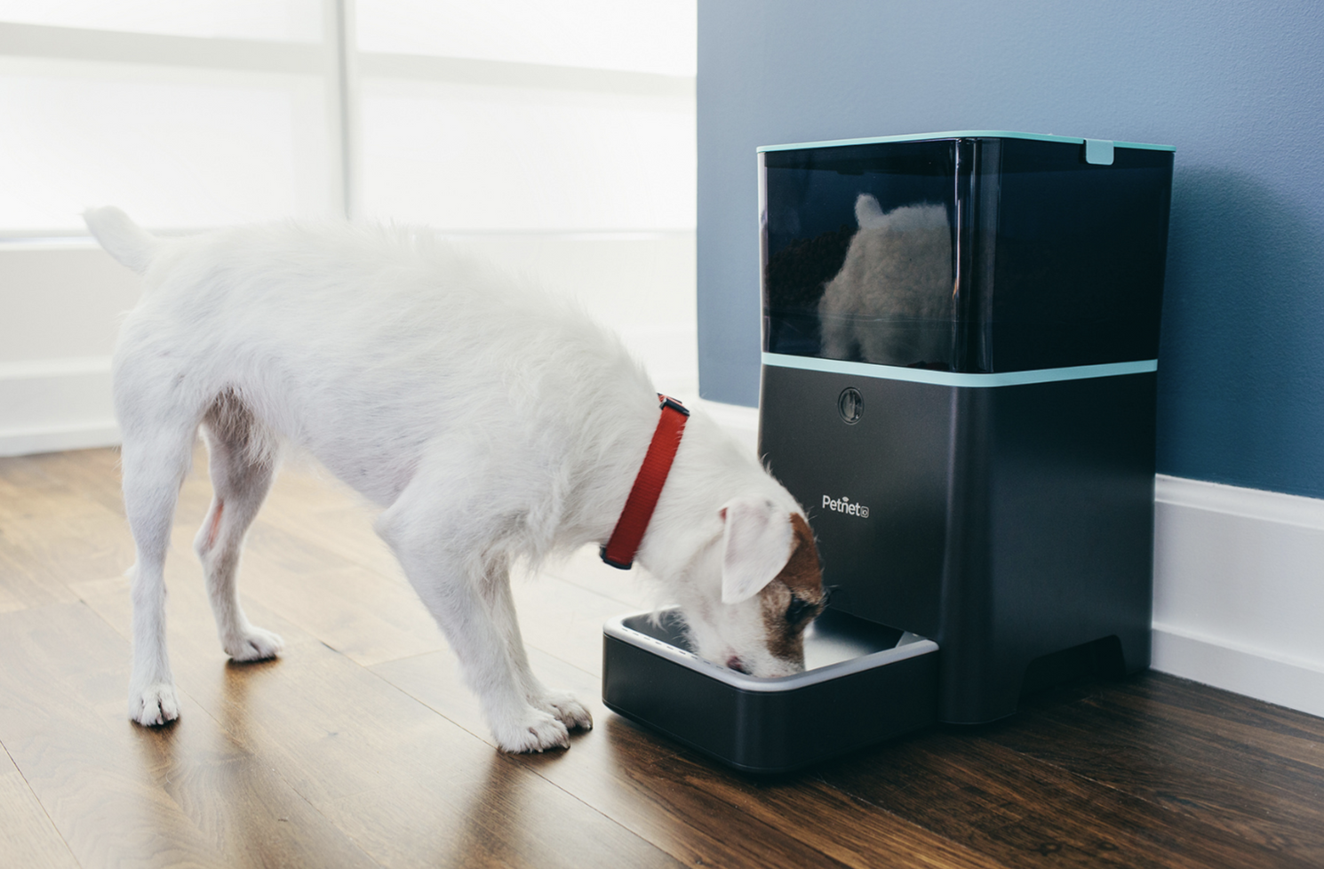 White dog drinking from a modern black automatic pet water fountain.