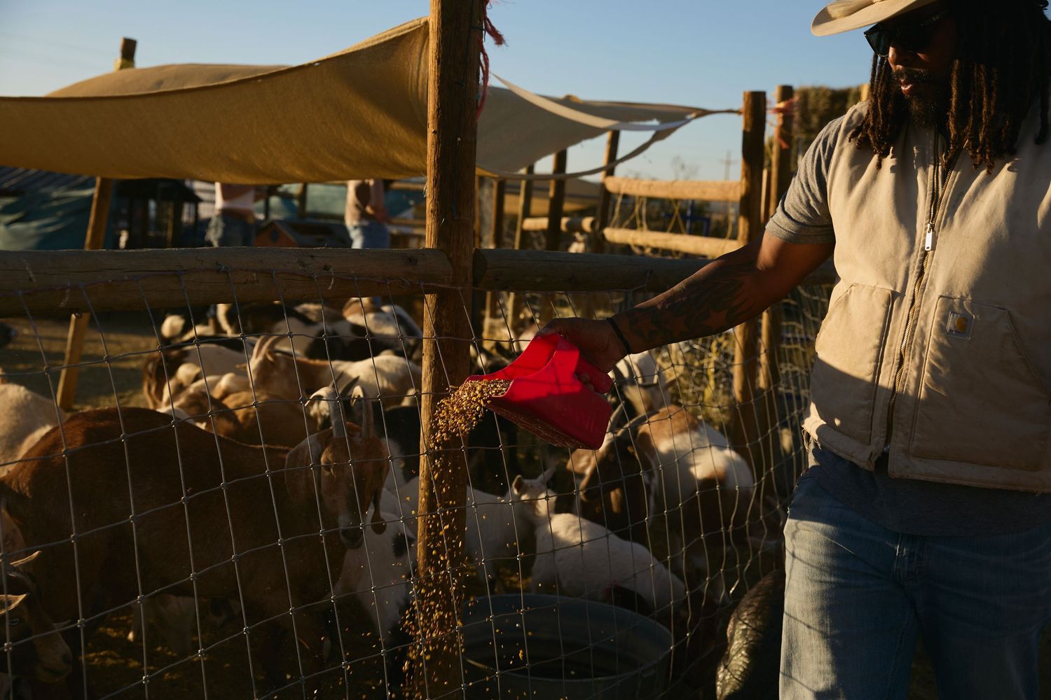 Woman feeding goats through a fence at a farm, holding a red bucket while animals gather around her.