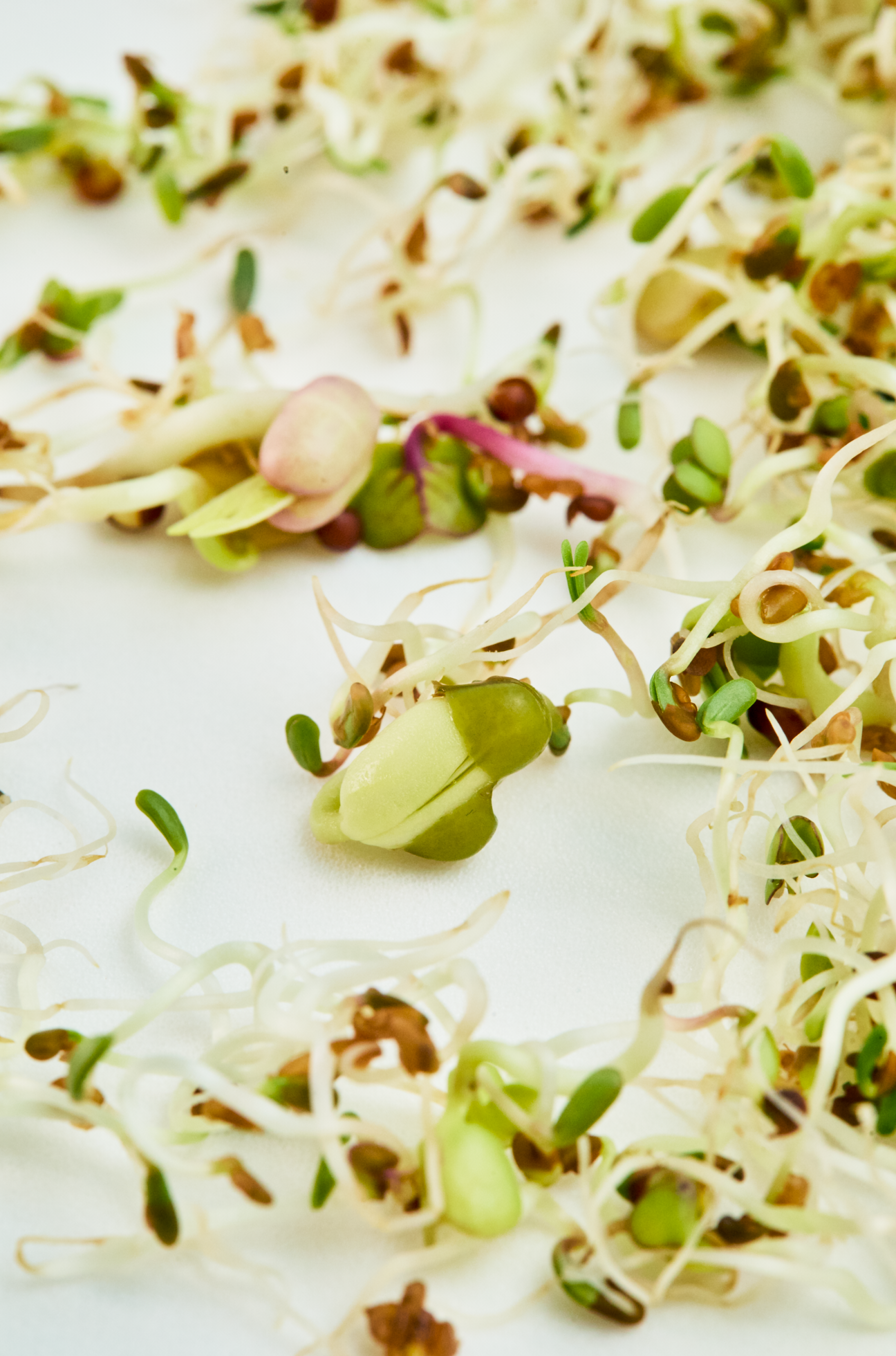 Fresh mixed microgreens and sprouts scattered on a white surface, featuring alfalfa, radish, and various seedlings.