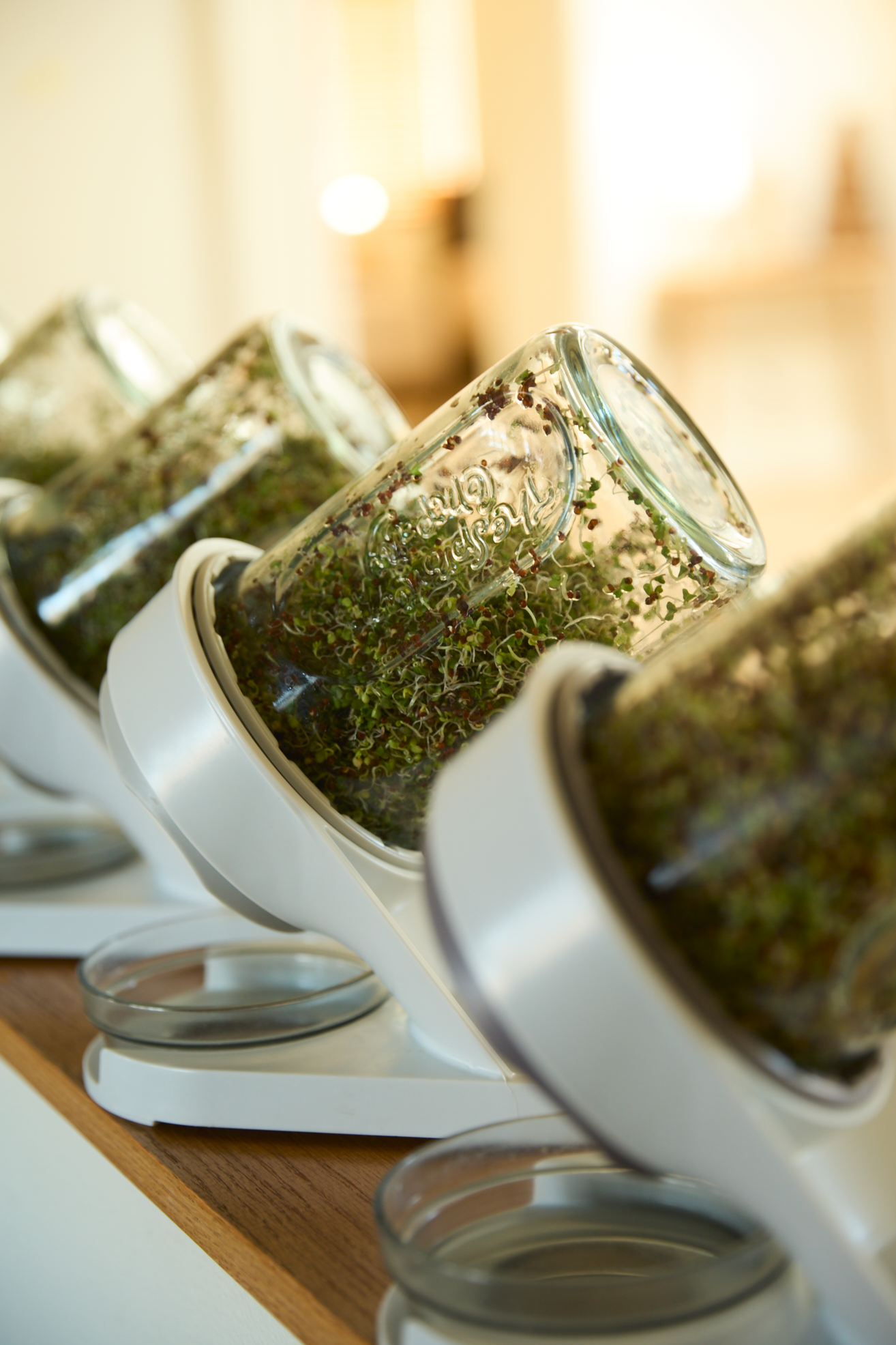 Glass mason jars filled with fresh herbs displayed on white tilted spice rack holders on a wooden shelf.