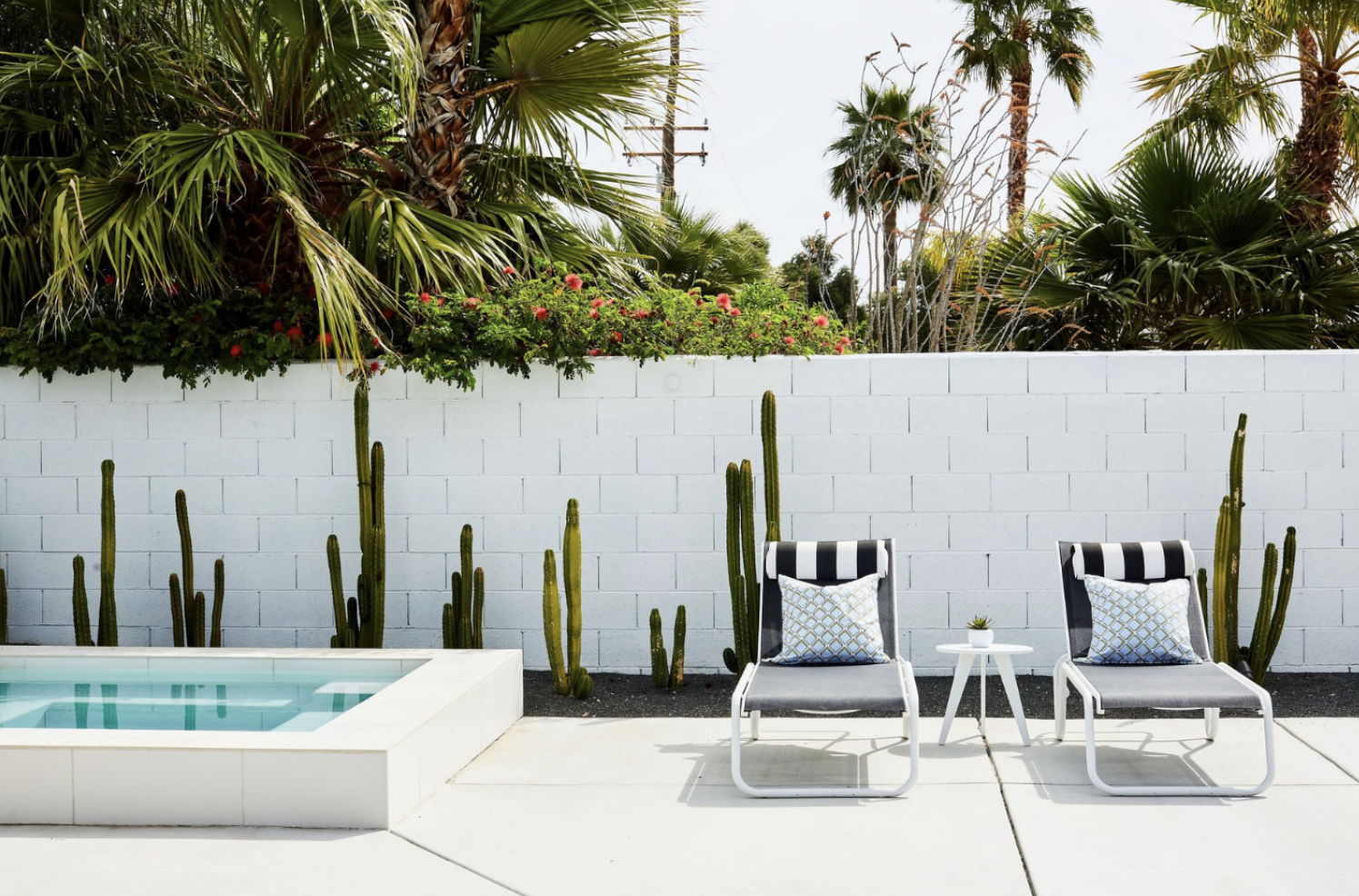 Modern poolside patio with white fence, tall cacti and striped lounge chairs.