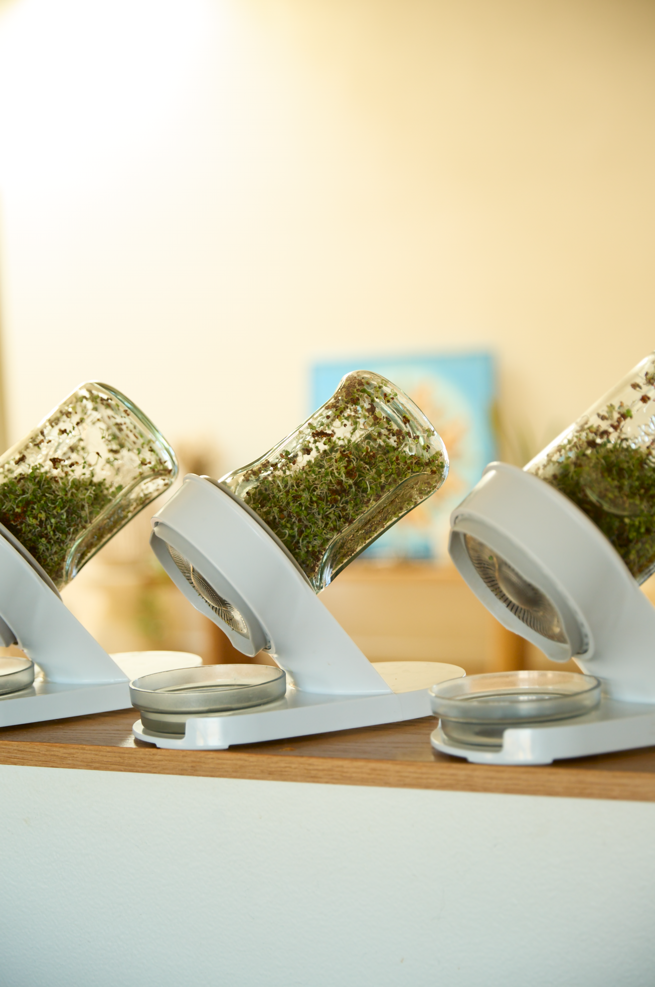 Three tilted glass jars filled with fresh herbs displayed on white stands on a wooden shelf.