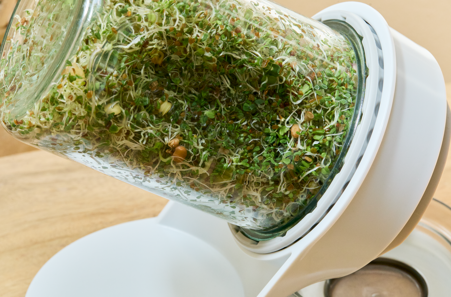 Fresh alfalfa sprouts growing in a tilted glass jar sprouter on a white stand indoors.