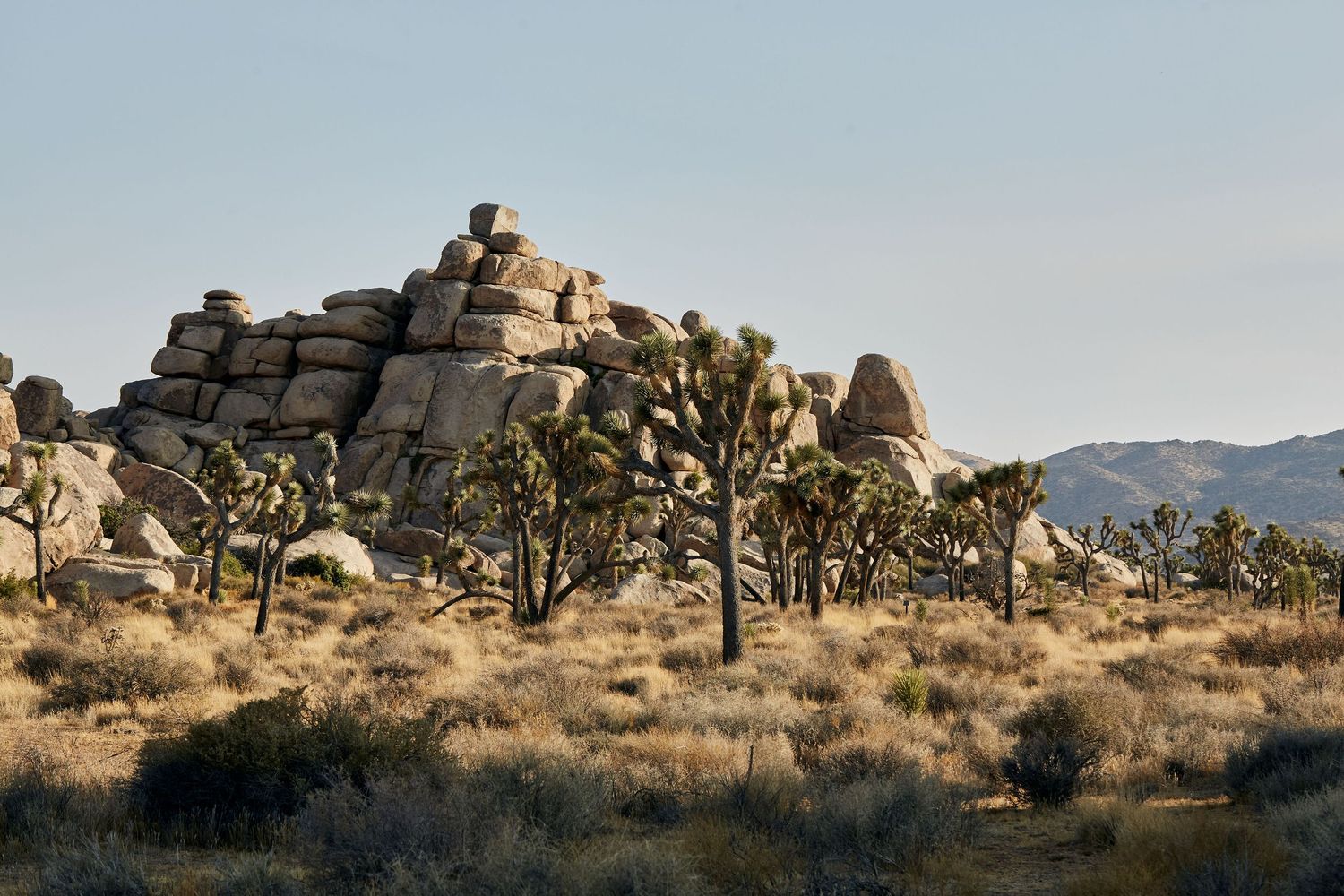Rugged rock formations and Joshua trees dot the desert landscape at Joshua Tree National Park during golden hour.