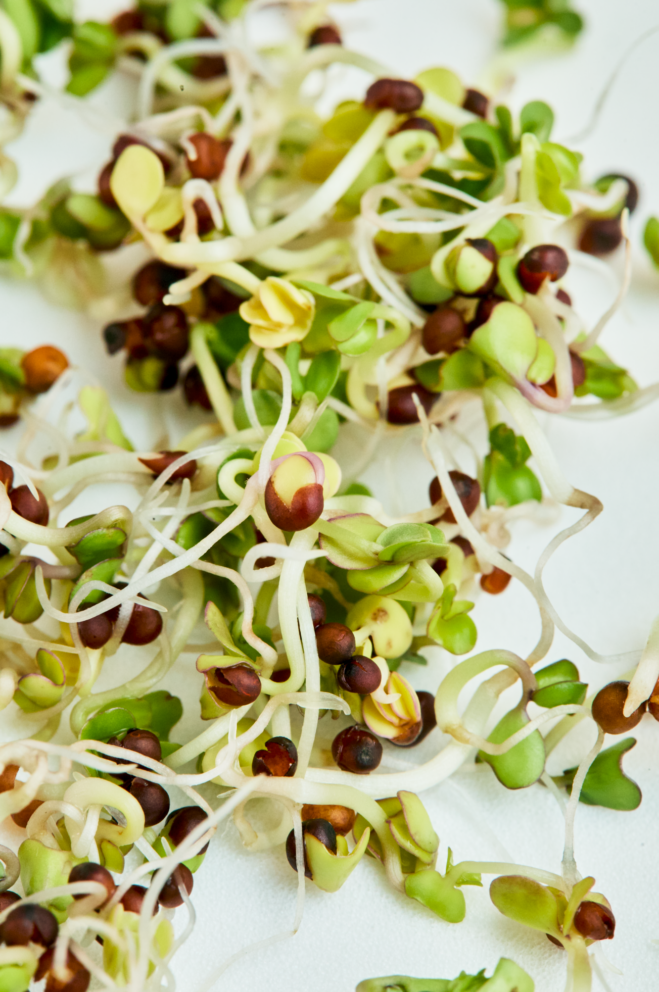 Fresh mixed bean and seed sprouts with white roots and green leaves on a white surface.