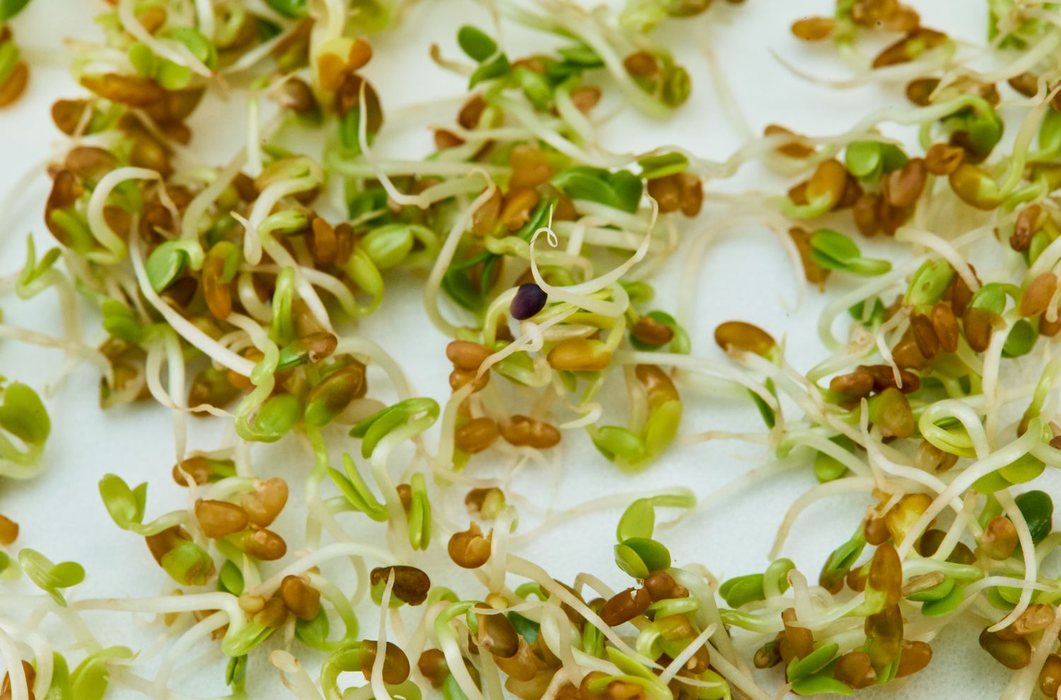 Fresh green alfalfa sprouts with brown seeds scattered on a white background, perfect for healthy eating.