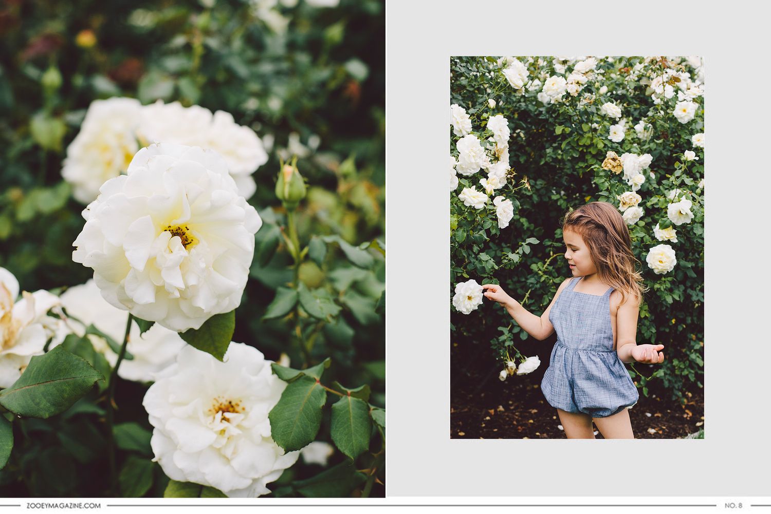 A diptych showing delicate white roses in bloom next to someone in a blue top among white rose bushes in a garden.