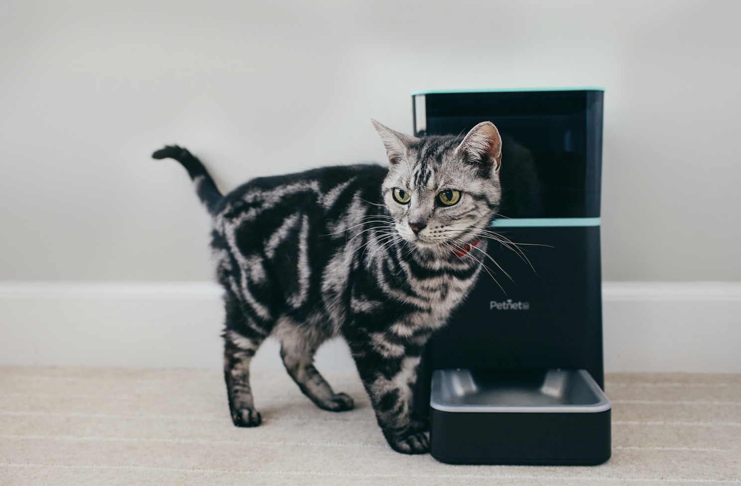 American shorthair cat standing next to black electronic device on wooden surface.