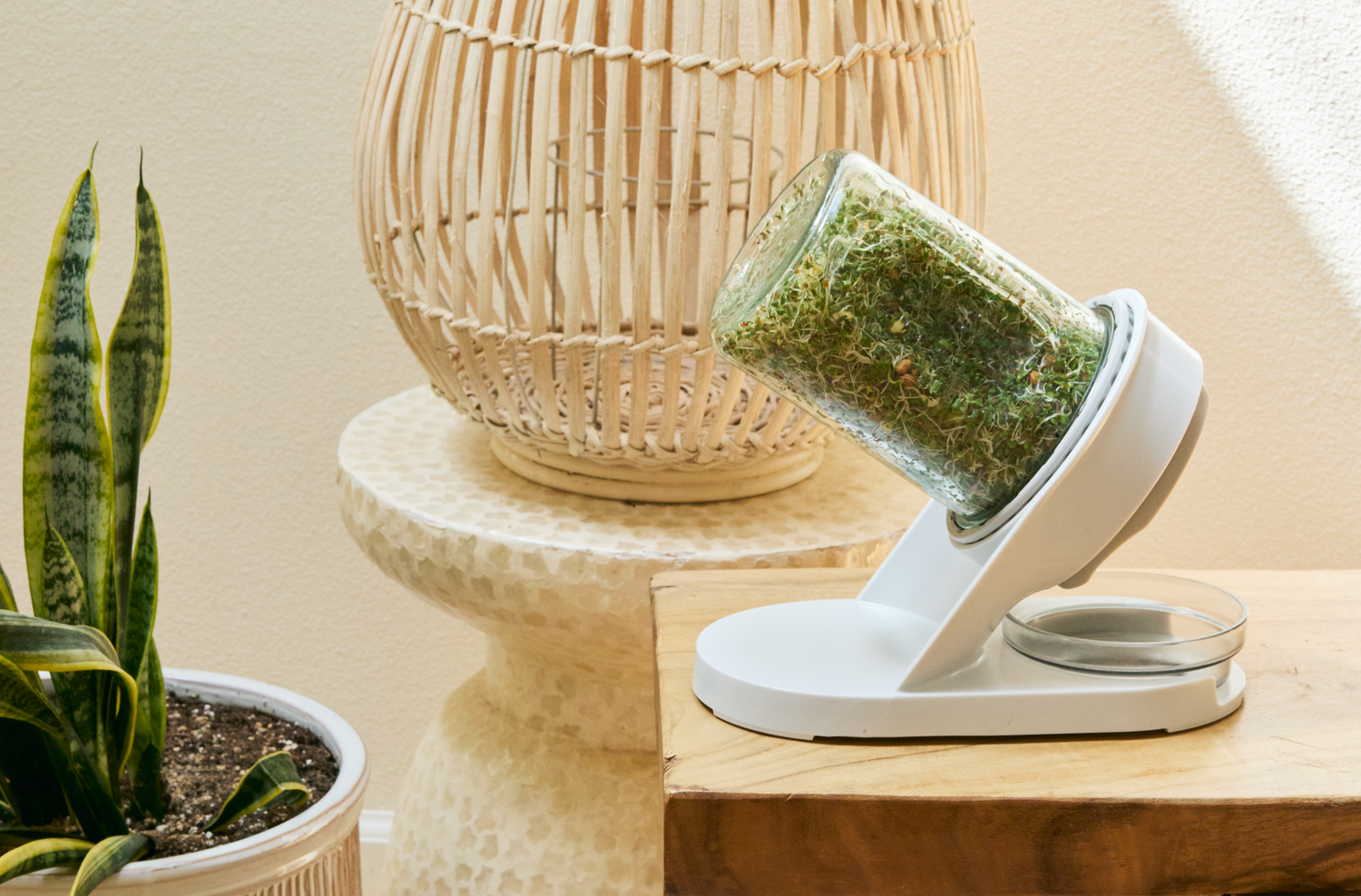 A white herb grinder holder tilting a green herb-filled glass jar beside a wicker lamp and snake plant on wooden shelves.