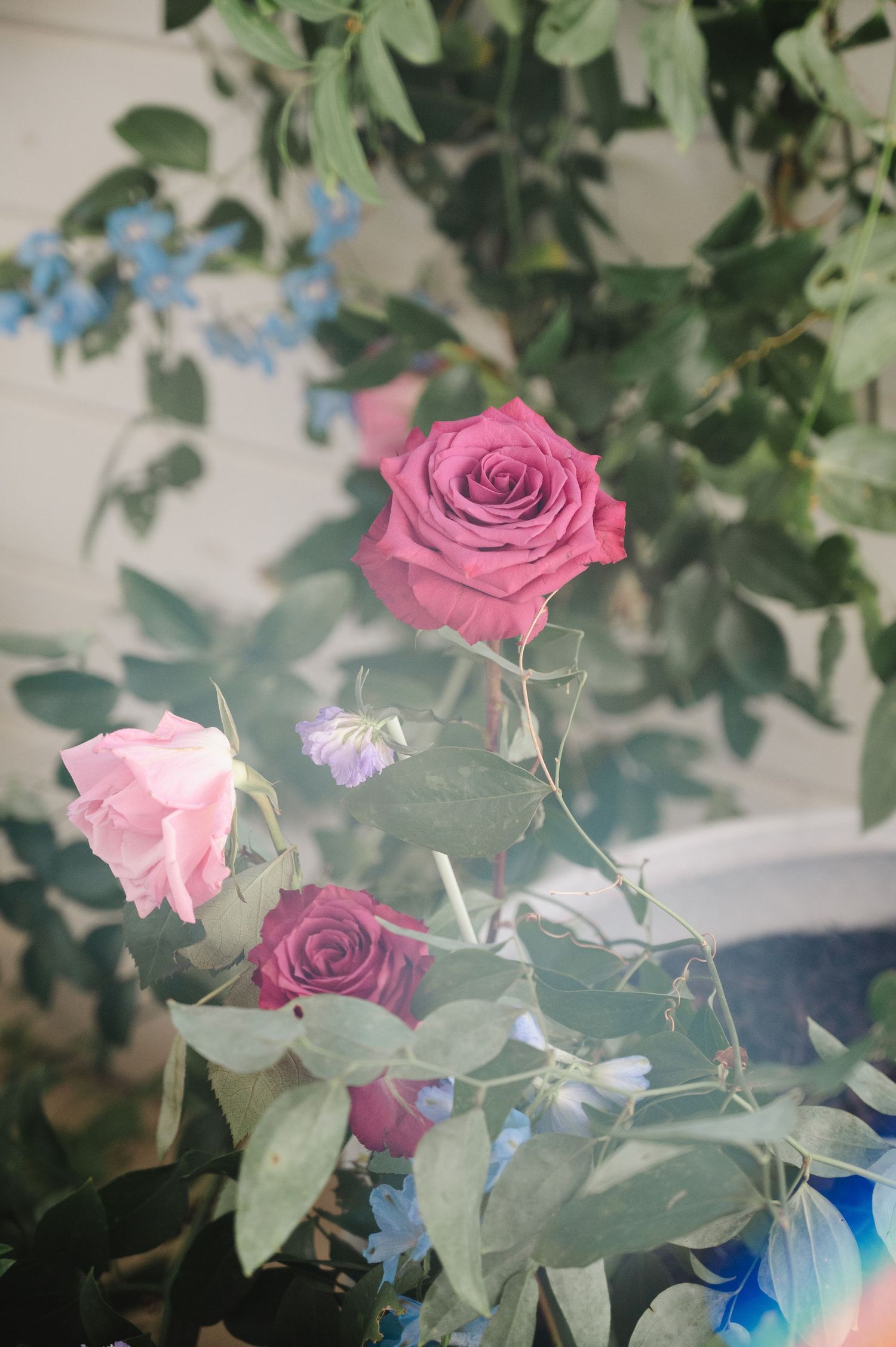 Pink and red roses bloom among lush green leaves and small blue flowers in a soft, dreamy garden setting.