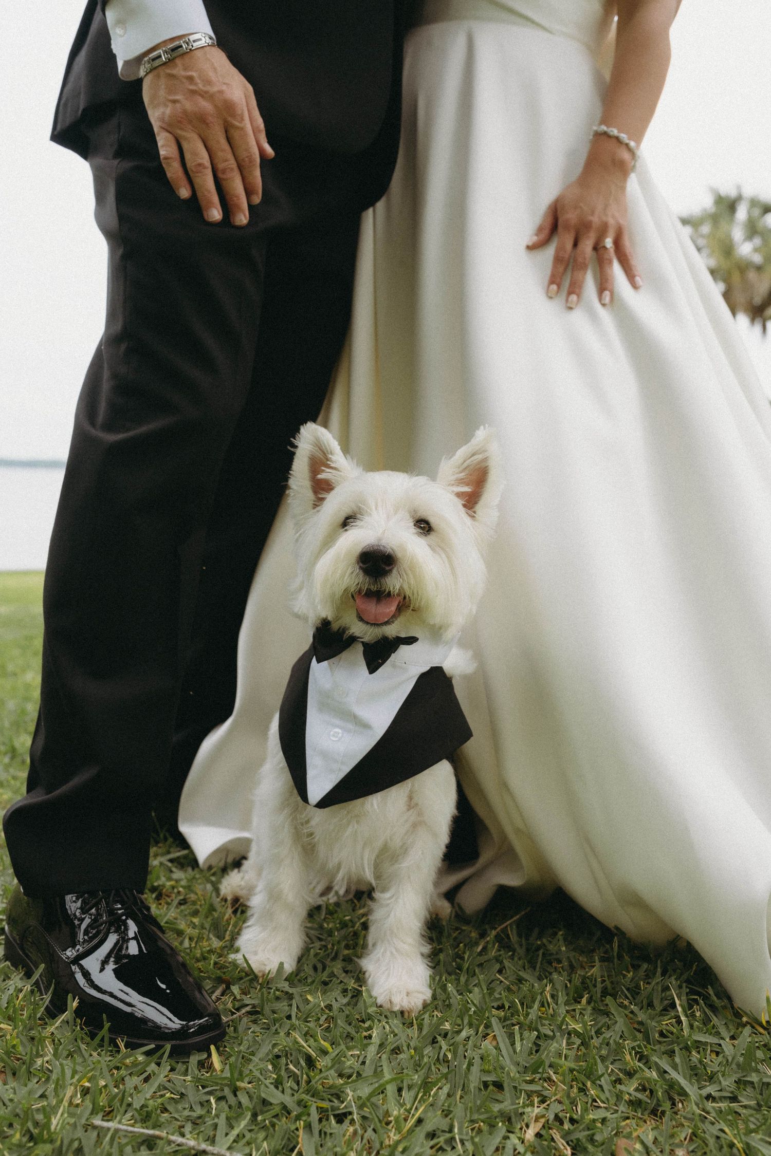 A white dog wearing a tuxedo bow tie poses between a wedding couple on grass, showing only their formal attire.