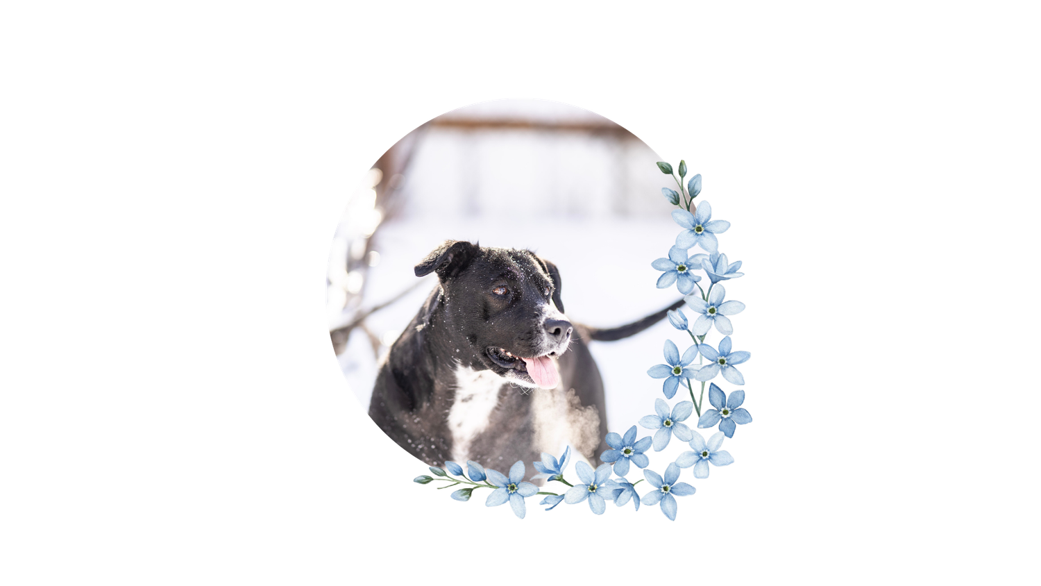 Black and white dog portrait in circular frame decorated with blue watercolor flowers.