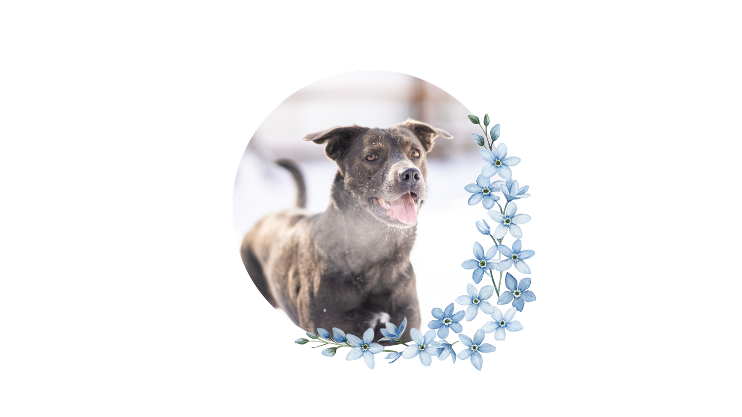 Brown dog portrait in circular frame with blue watercolor floral wreath decoration.