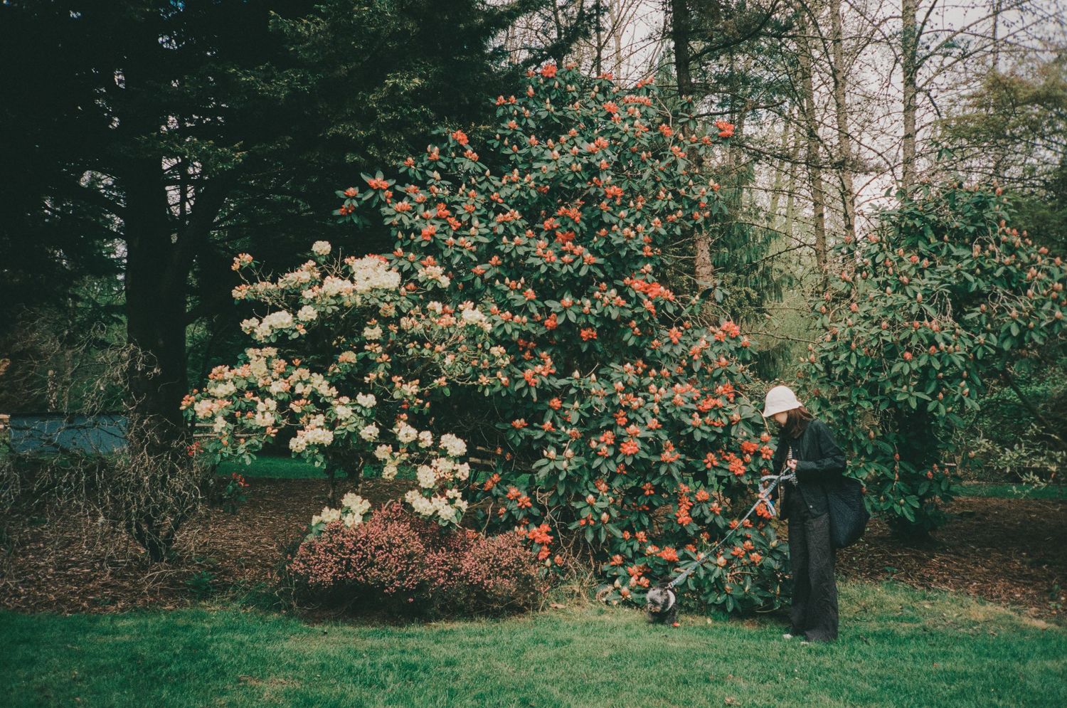 A figure stands near blooming camellia bushes with pink and white flowers in a lush garden setting.