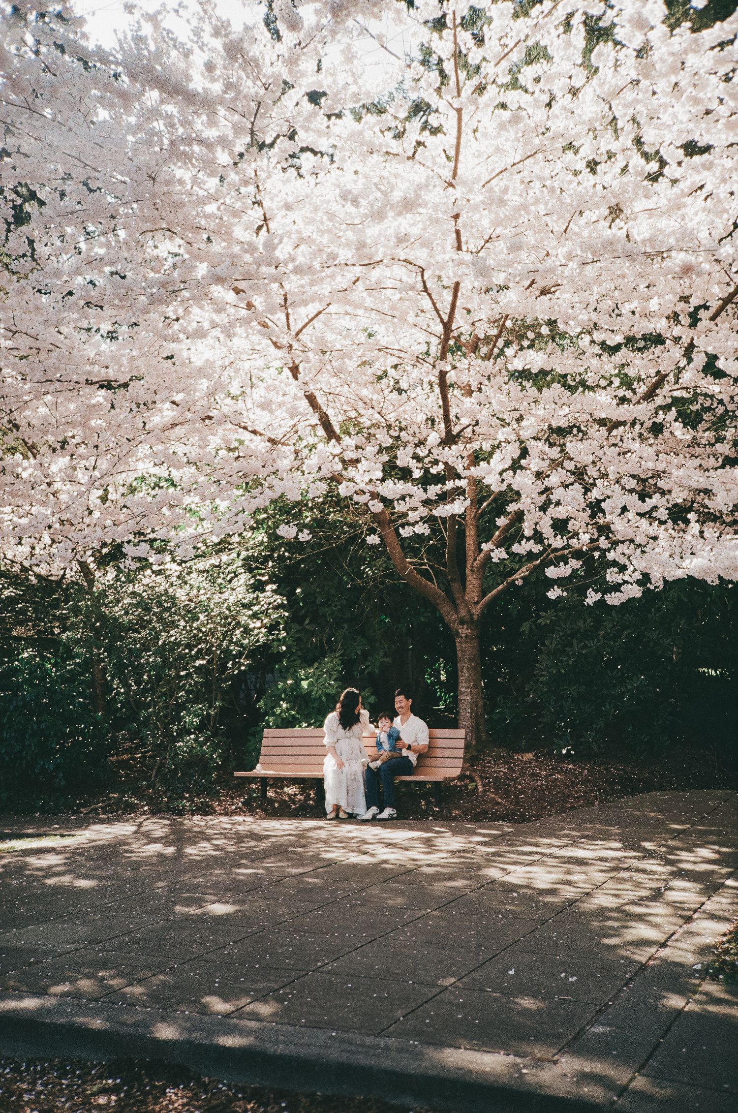 Couple sitting on a wooden bench under blooming cherry blossom trees in a serene spring park setting.