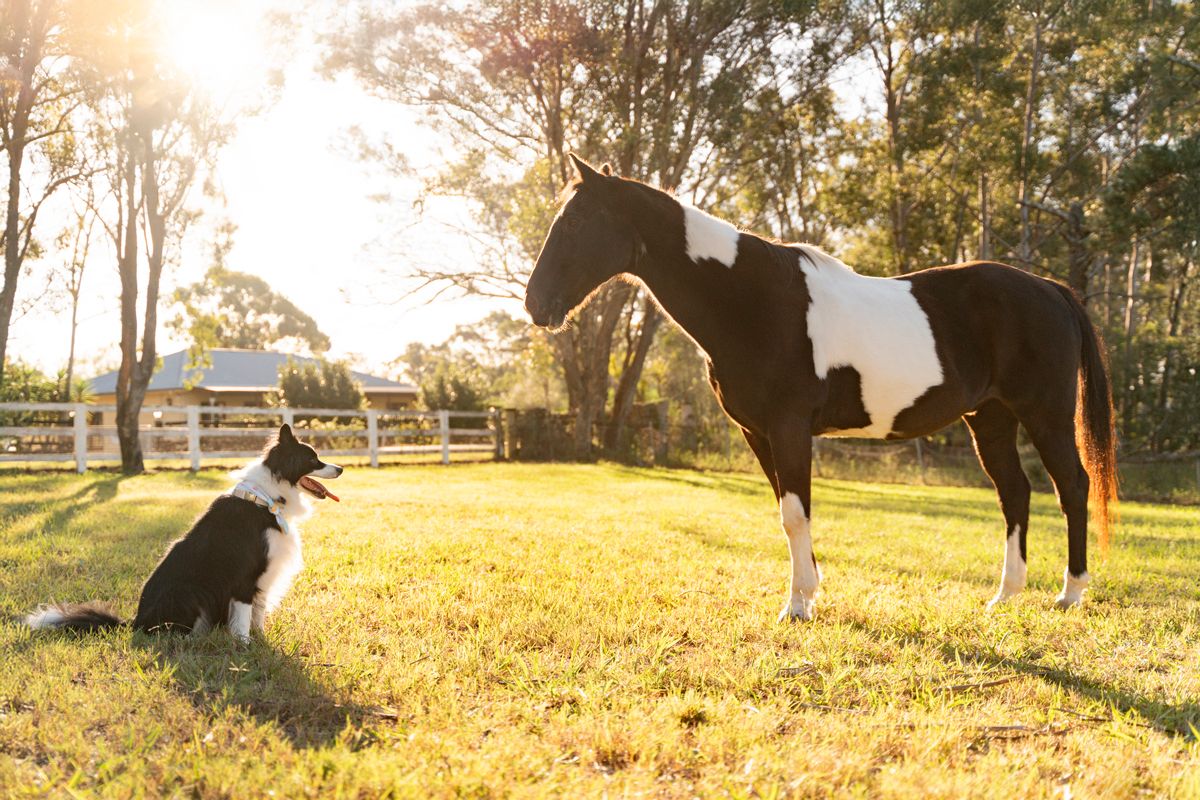 A black and white border collie dog sits at grassy field during golden hour looking at a black and white horse during a photoshoot in Sydney