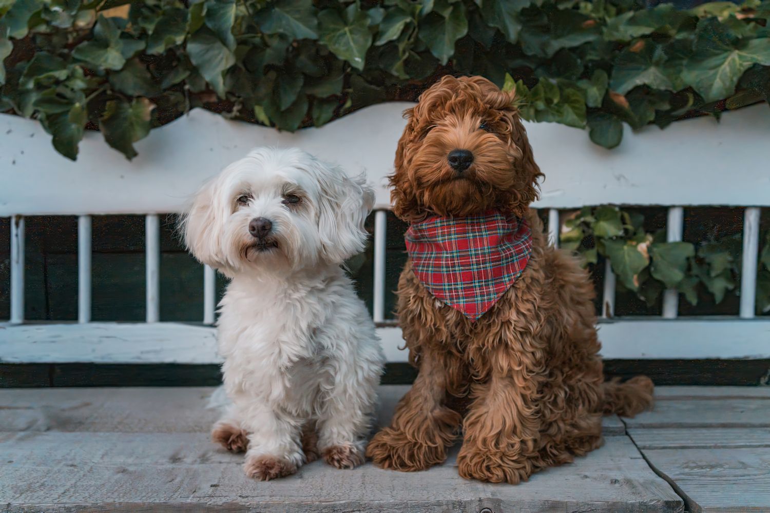 Two small dogs, one white and one brown, sit together on a porch in matching plaid outfits during a photoshoot with dogs in Sydney Rouse HIl