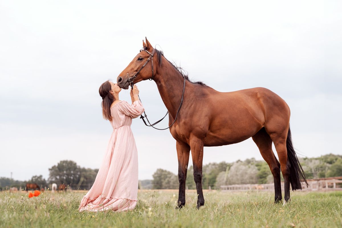a bay horse in a field with a girl in a pink dress interacting with it during a sydney horse photoshoot