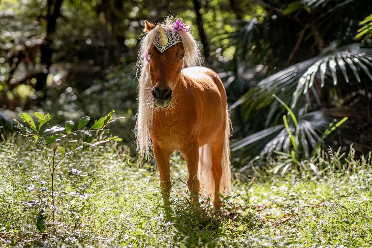 A miniature horse stands in a grassy field with sunlit foliage in the background. A pony photoshoot in Sydney