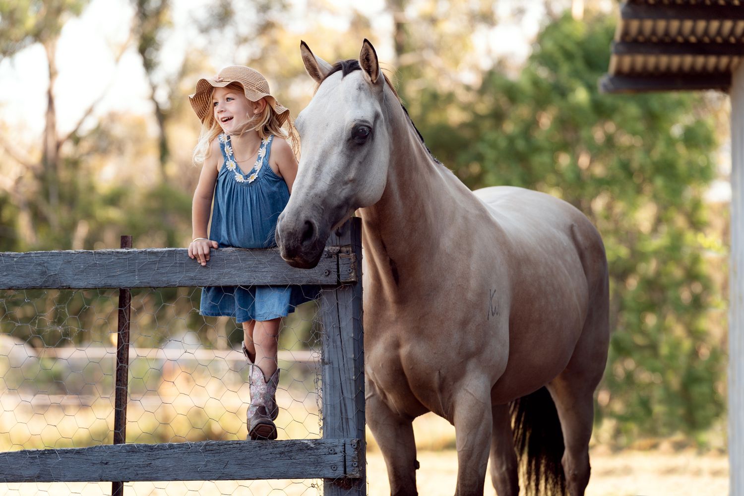 A beautiful gray horse stands next to a wooden fence in a rustic outdoor setting during golden hour.