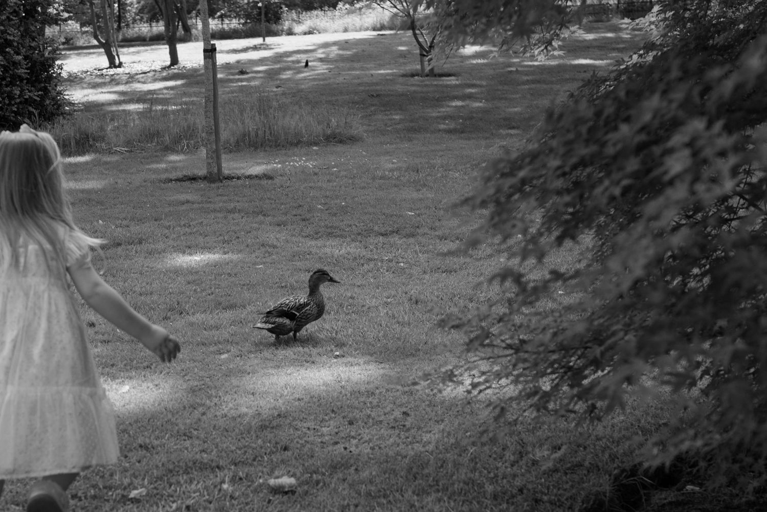 little girl chasing a duck  during a candid family photoshoot in Edinburgh.