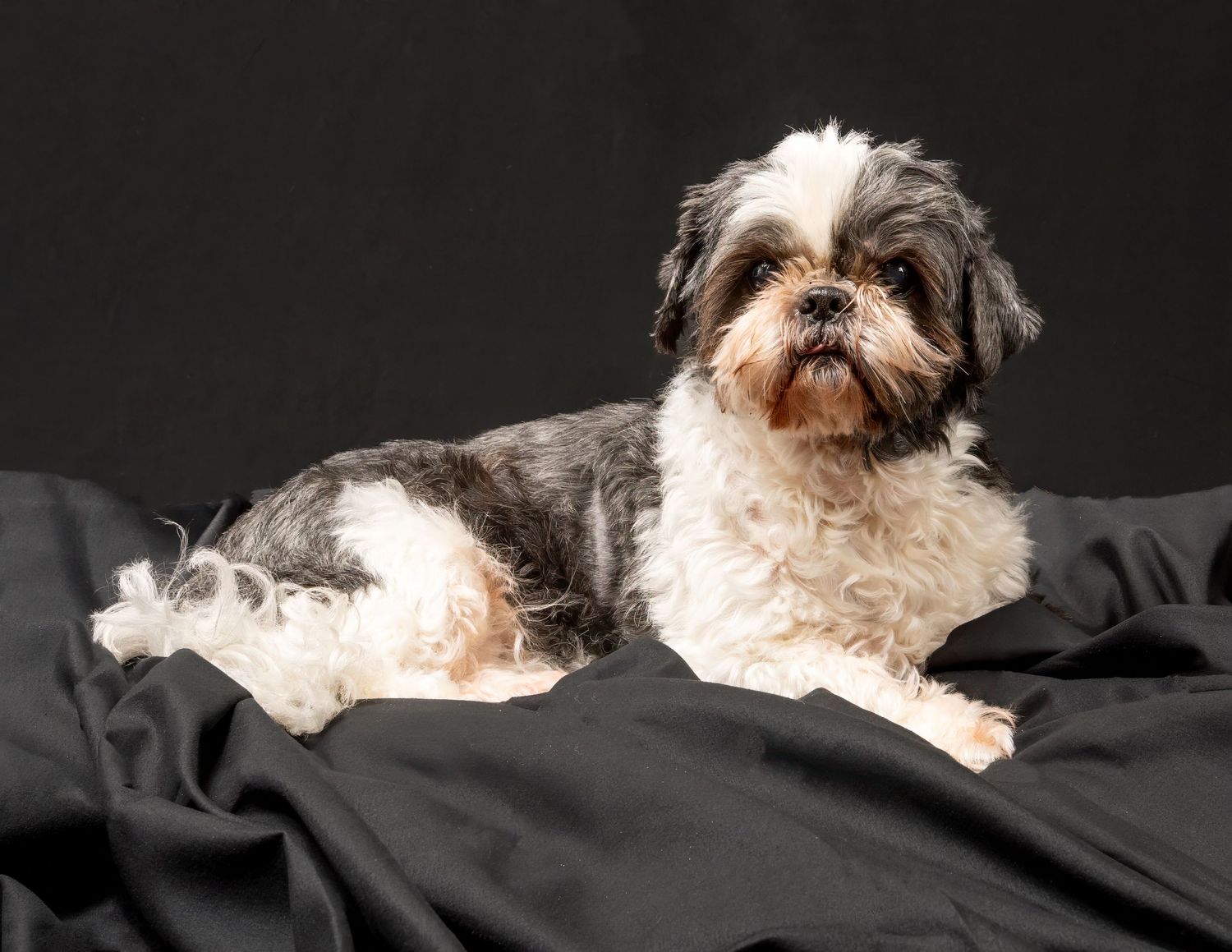Small black and white Shih Tzu dog lying on black fabric background. Dave Martin Photography Studio Belfast